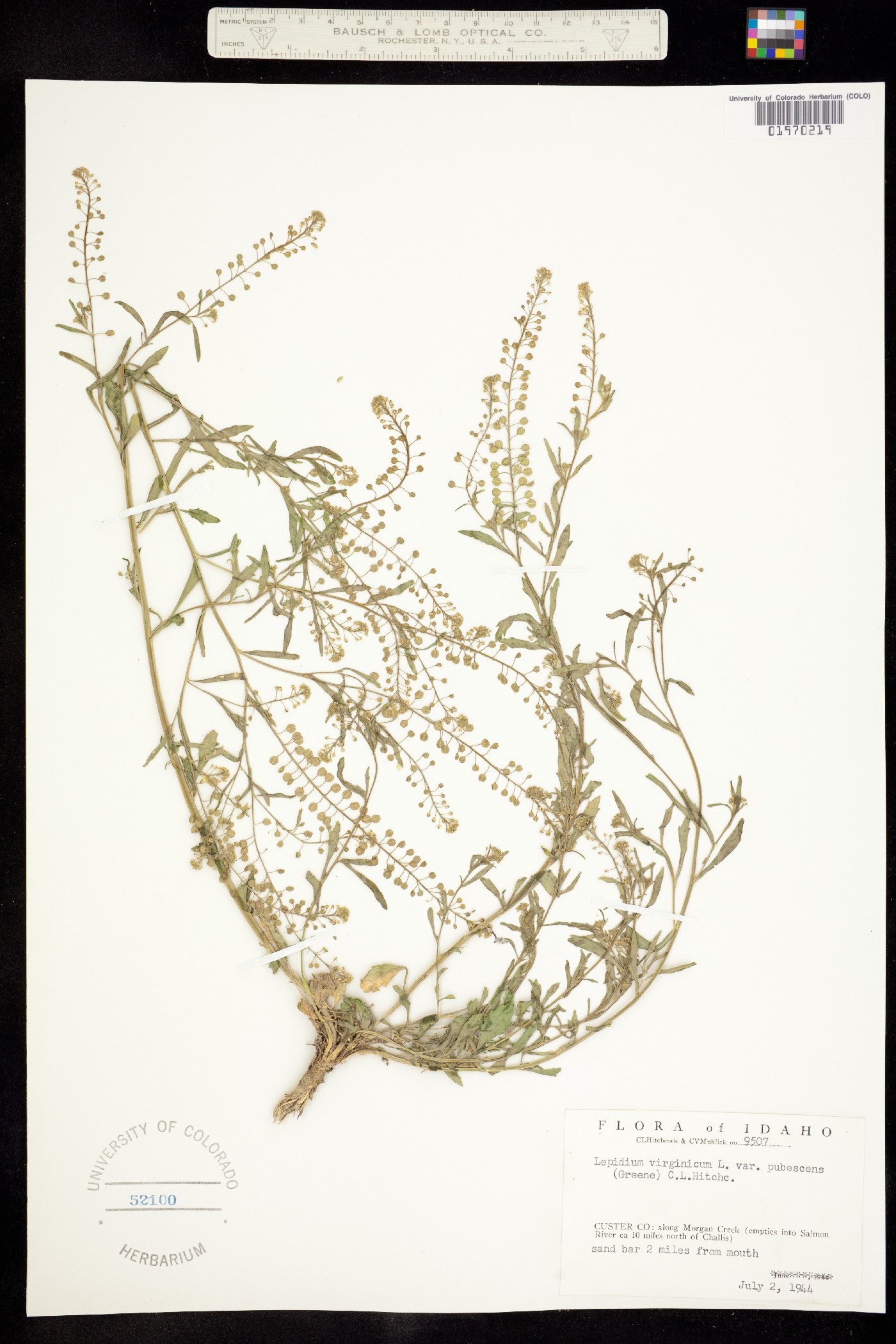 Lepidium virginicum ssp. menziesii image