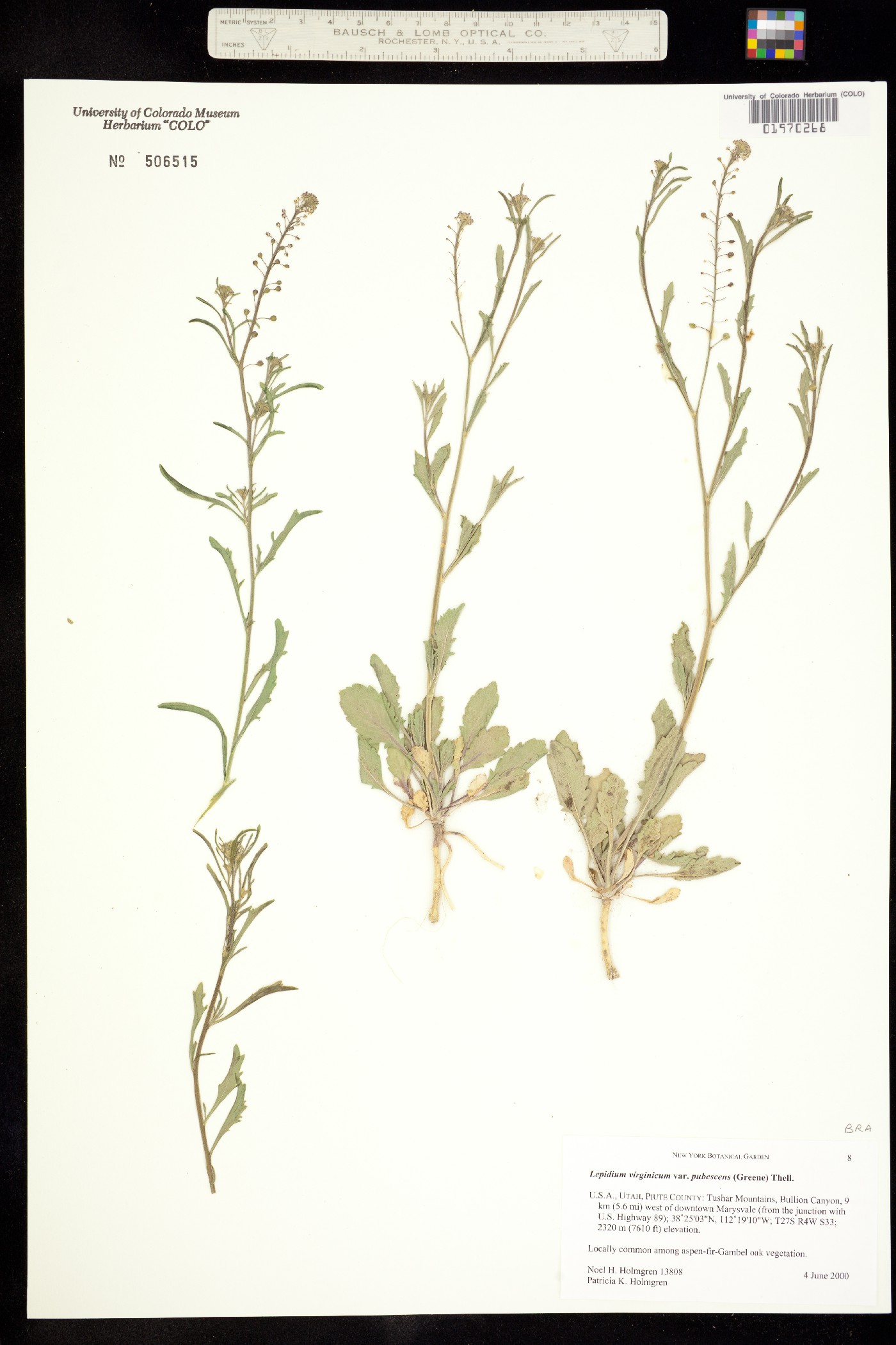 Lepidium virginicum image