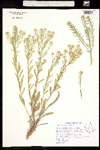 Lepidium integrifolium image