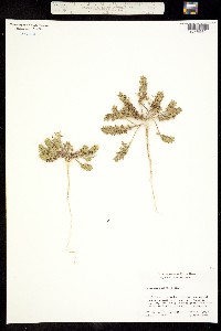 Image of Lepidium latipes