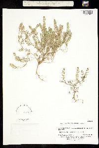 Image of Lepidium pinnatifidum