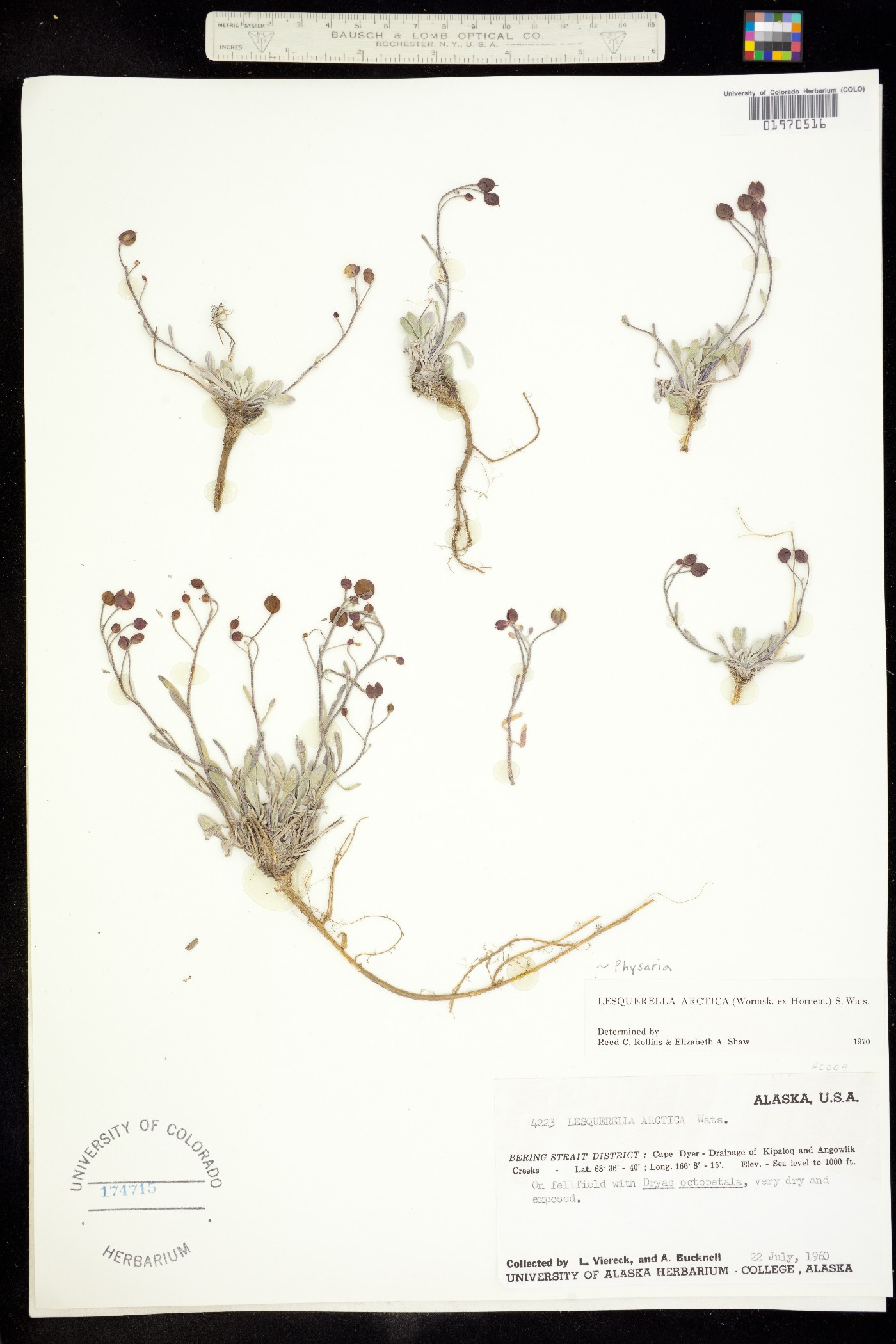 Physaria arctica image