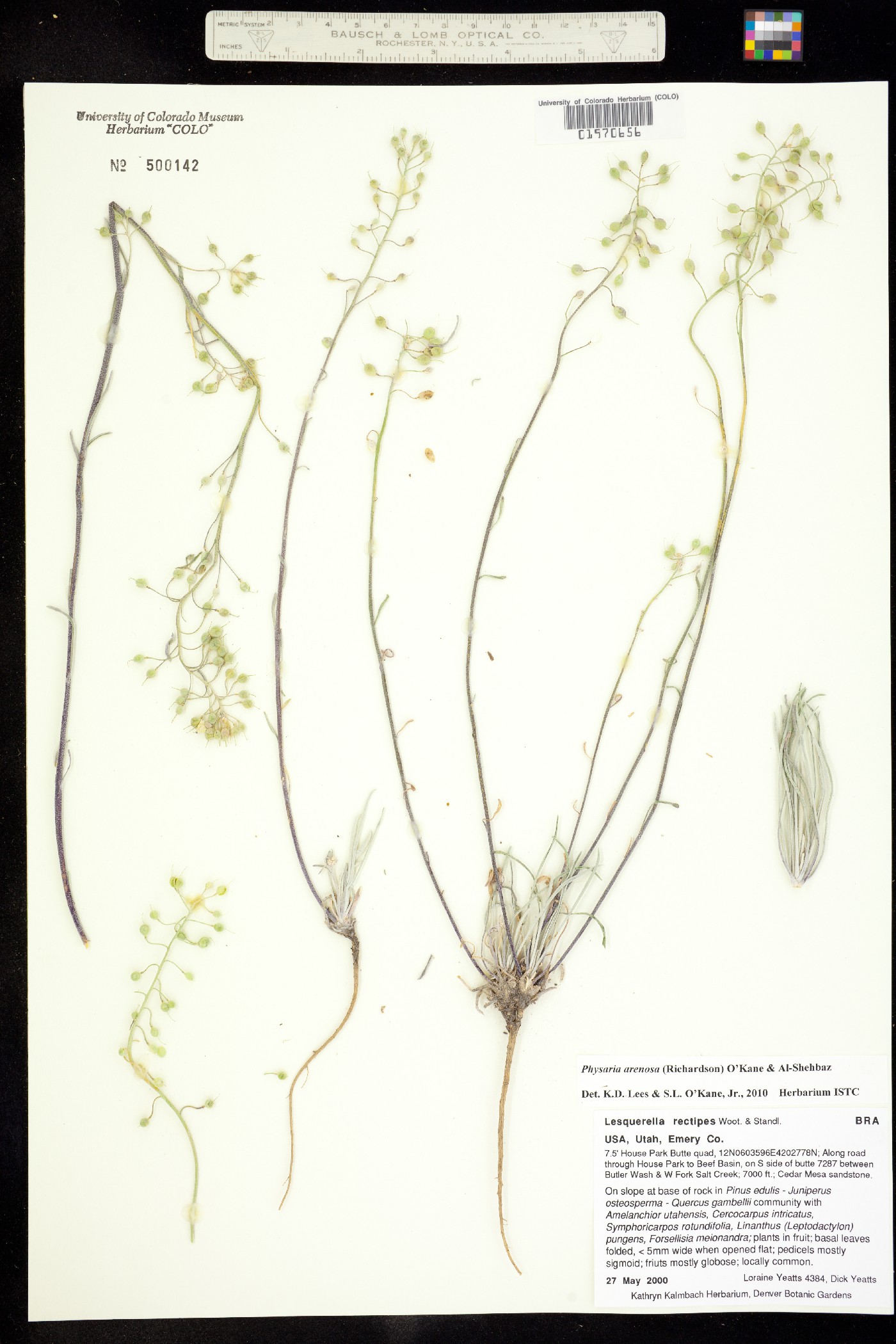 Physaria arenosa image