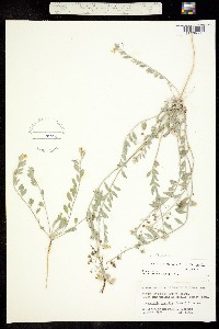 Image of Physaria argyraea