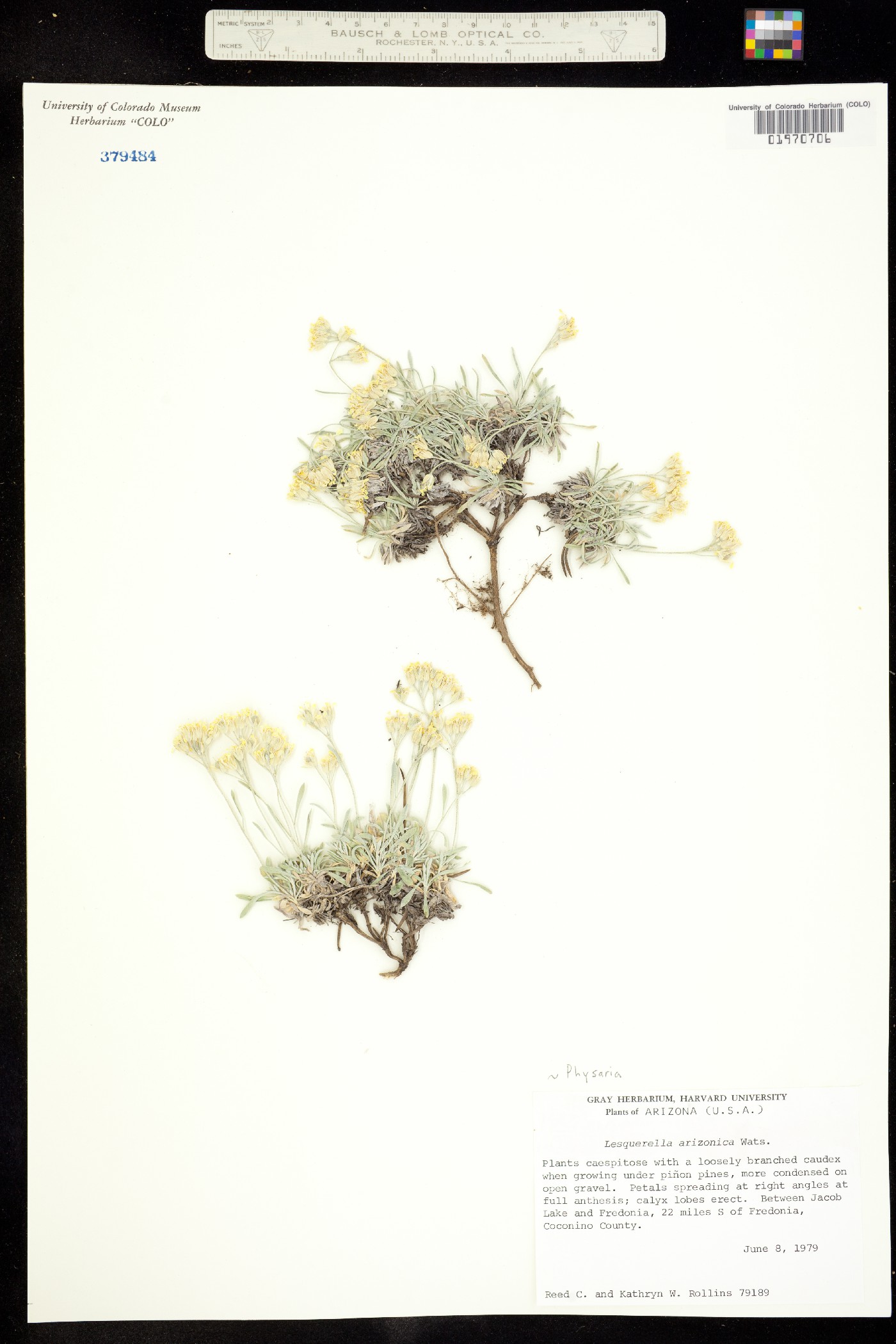 Physaria arizonica image