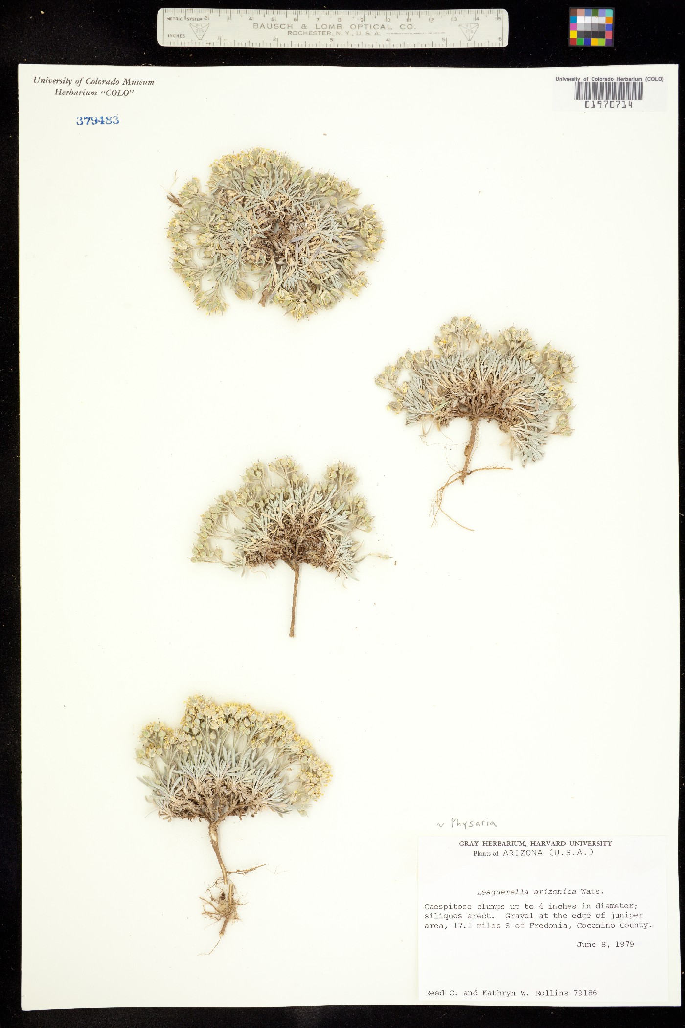 Physaria arizonica image