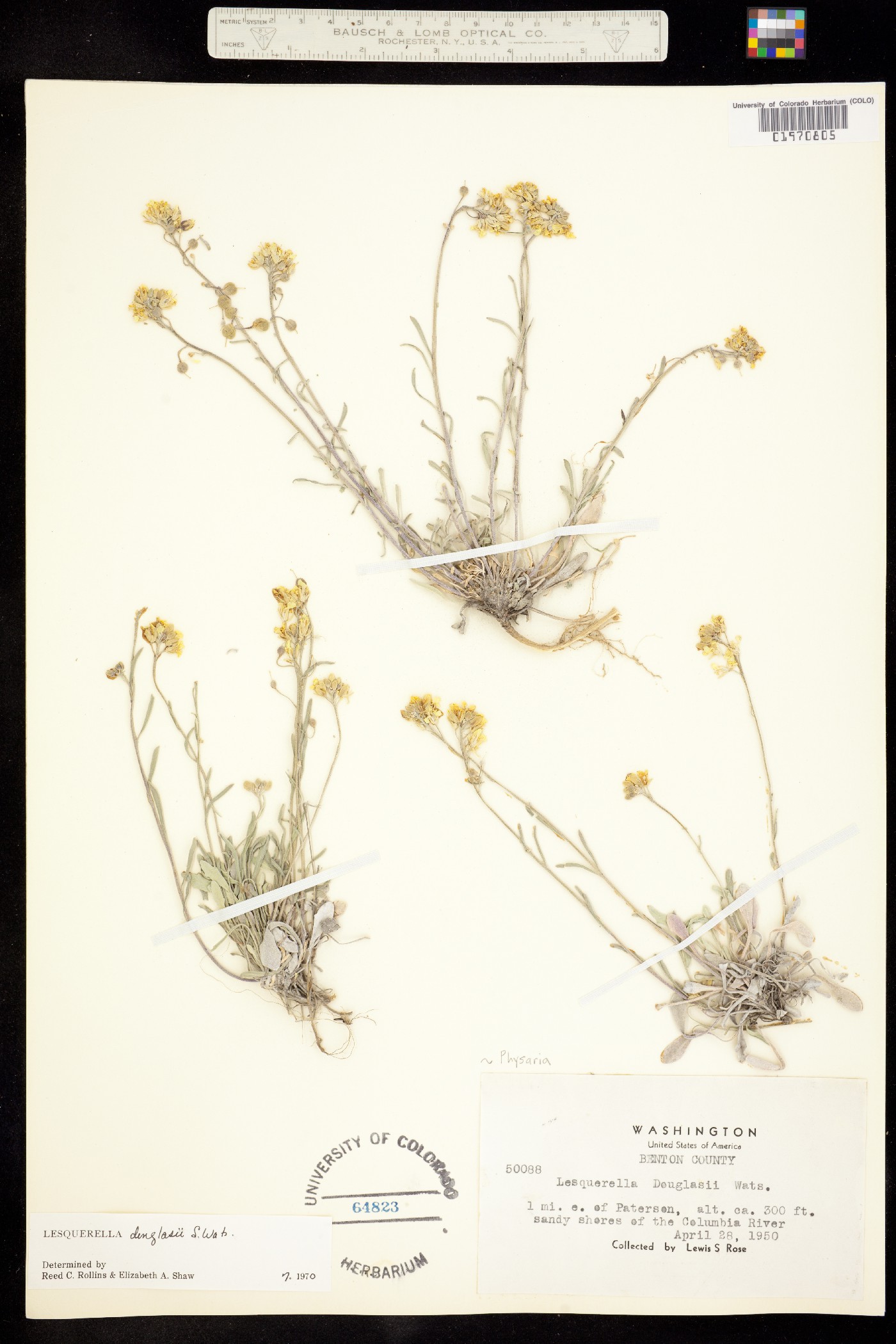 Physaria douglasii image