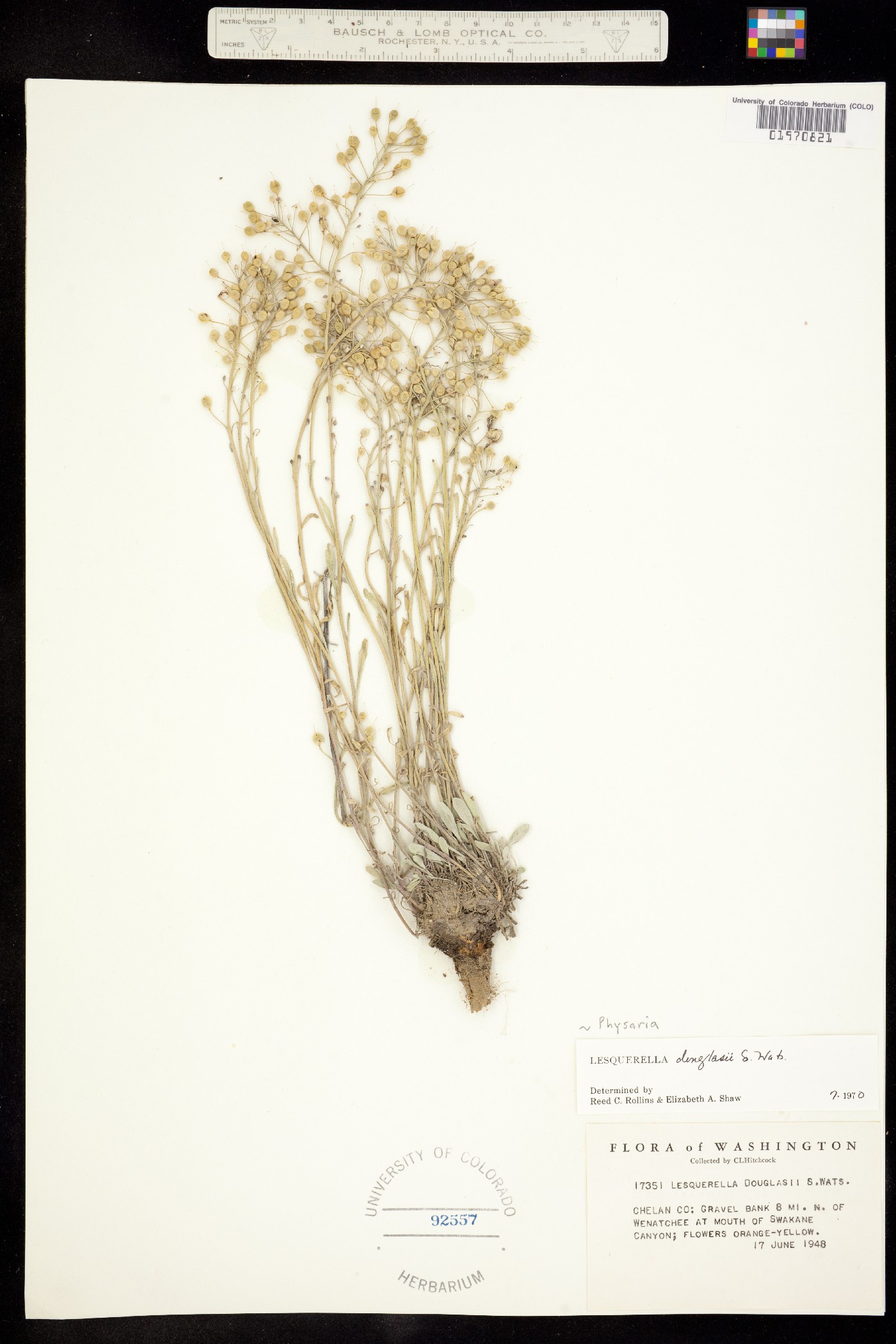 Physaria douglasii image