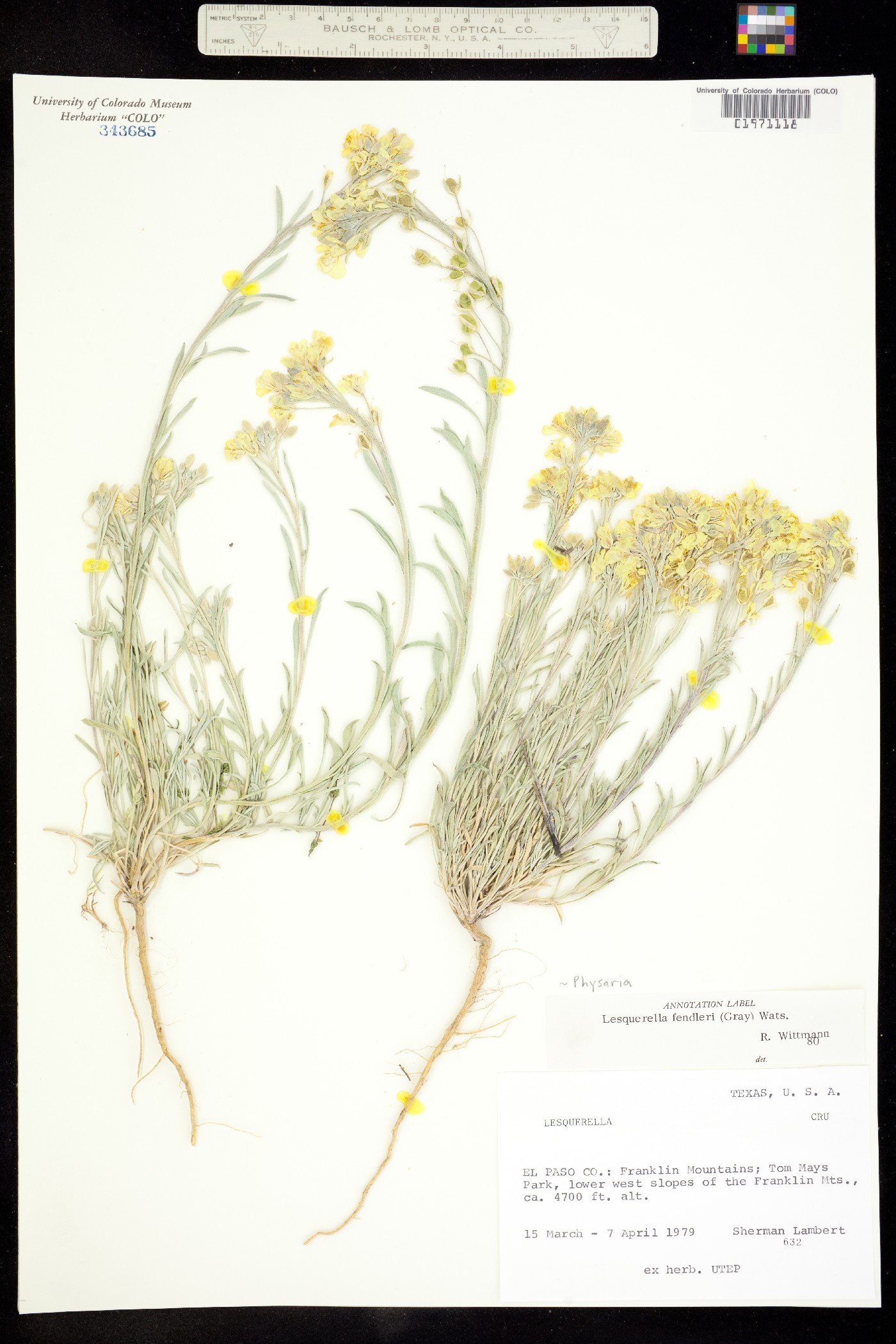 Physaria fendleri image