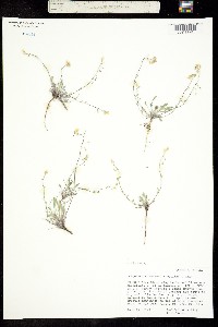 Physaria fremontii image