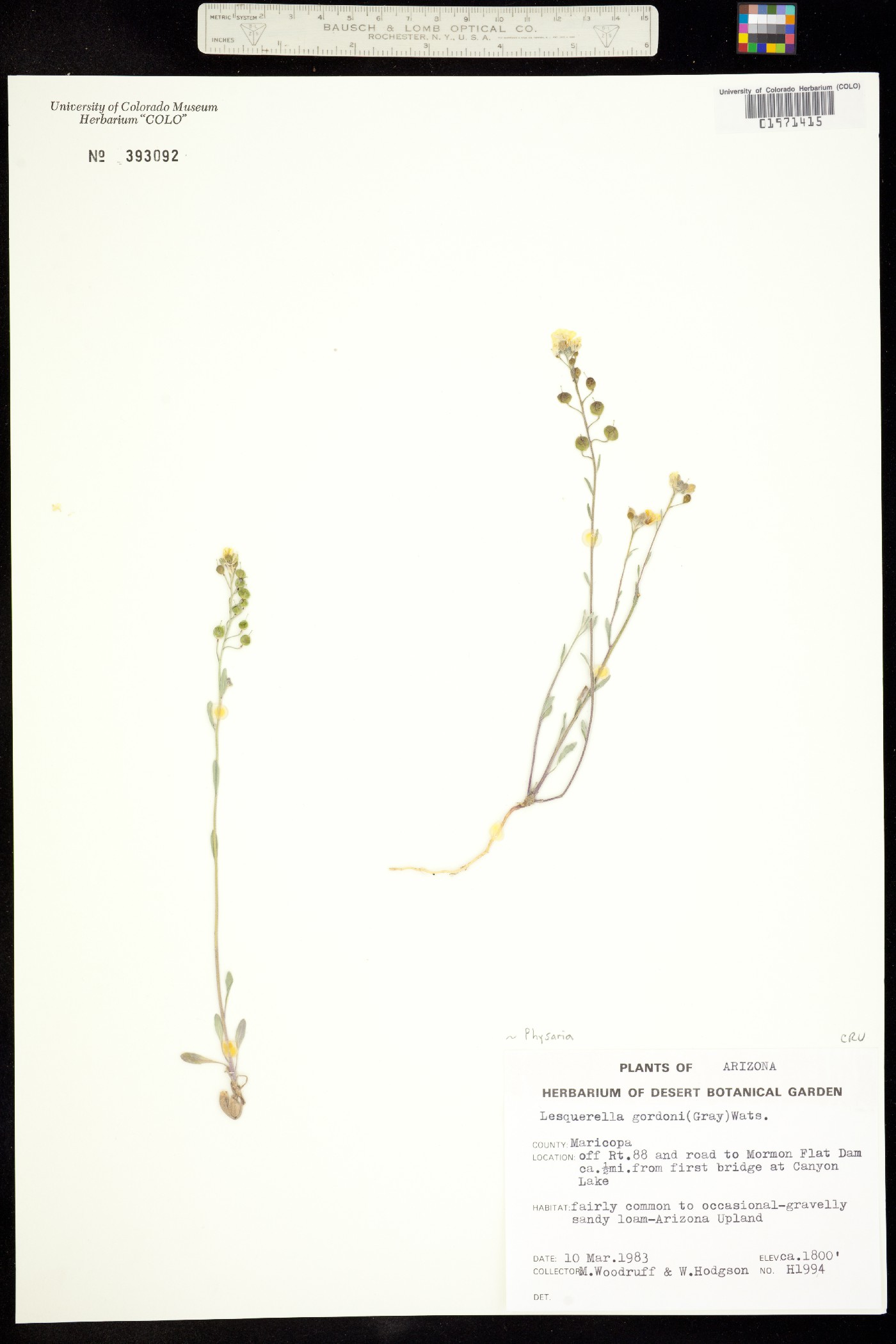 Physaria gordonii image