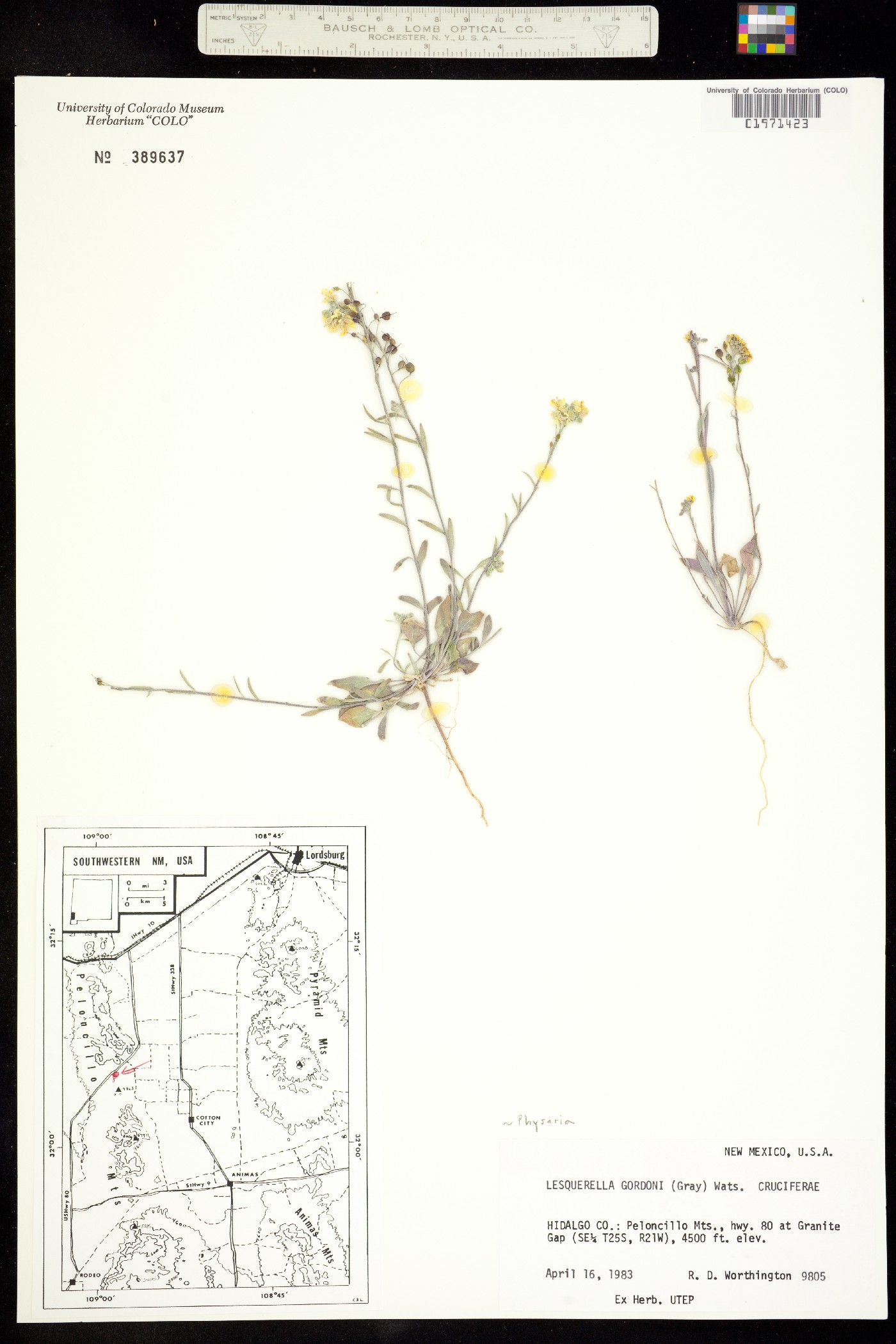 Physaria image