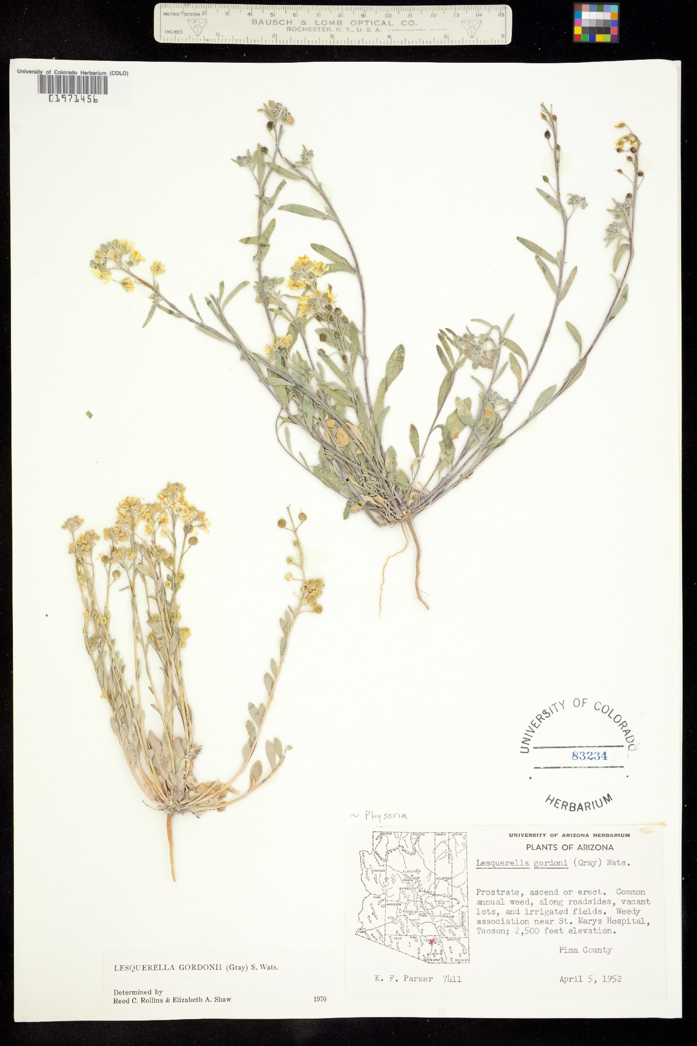 Physaria gordonii image