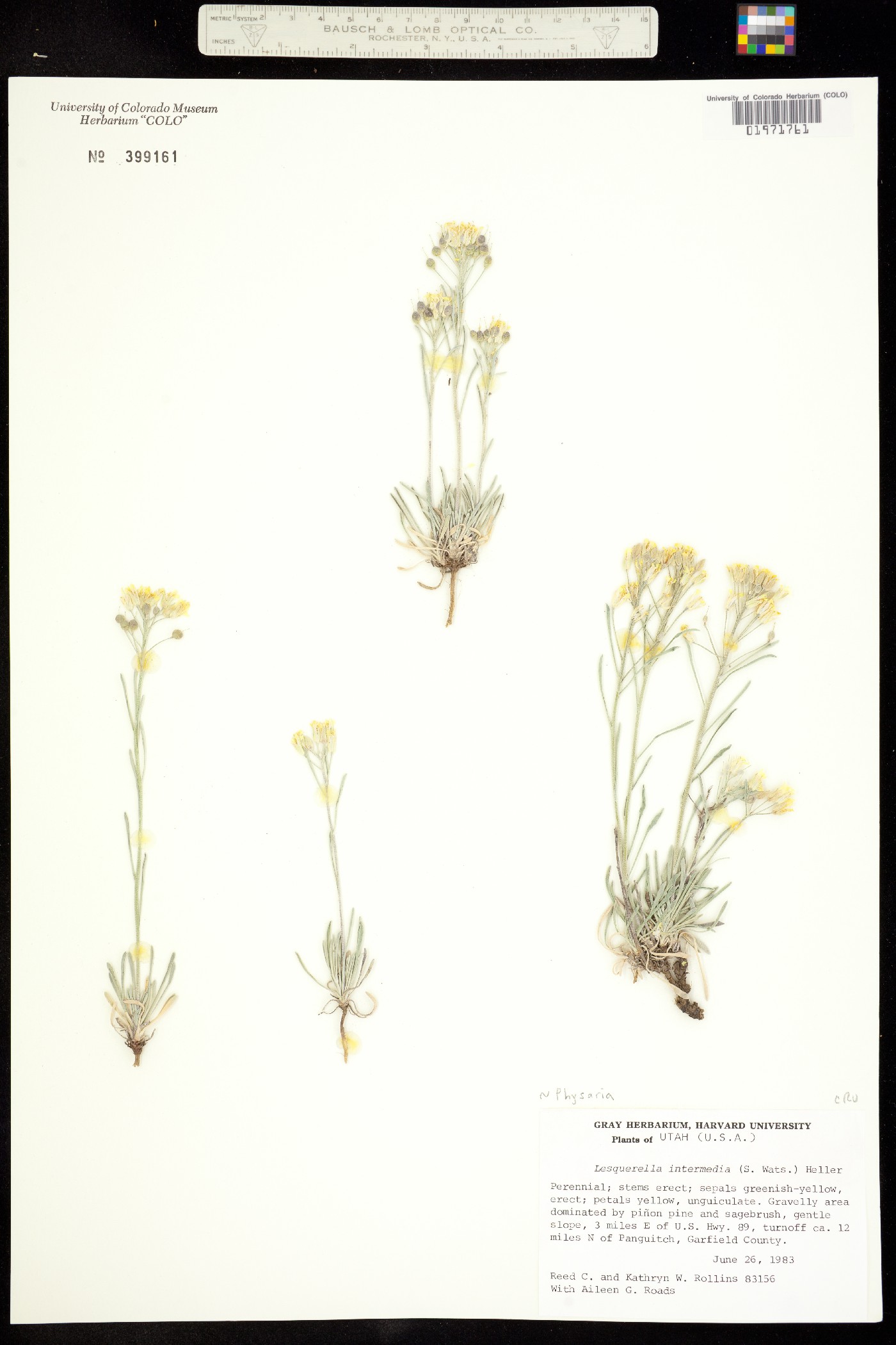 Physaria intermedia image