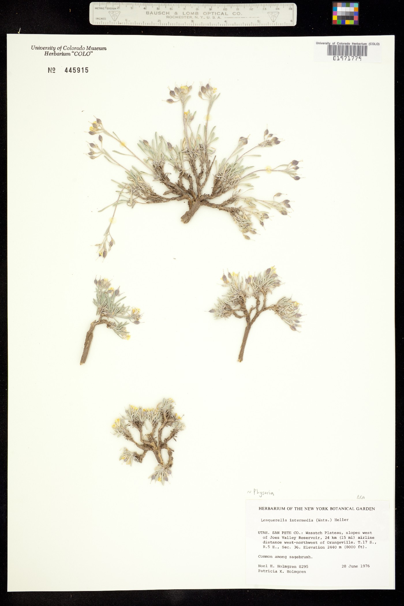 Physaria intermedia image