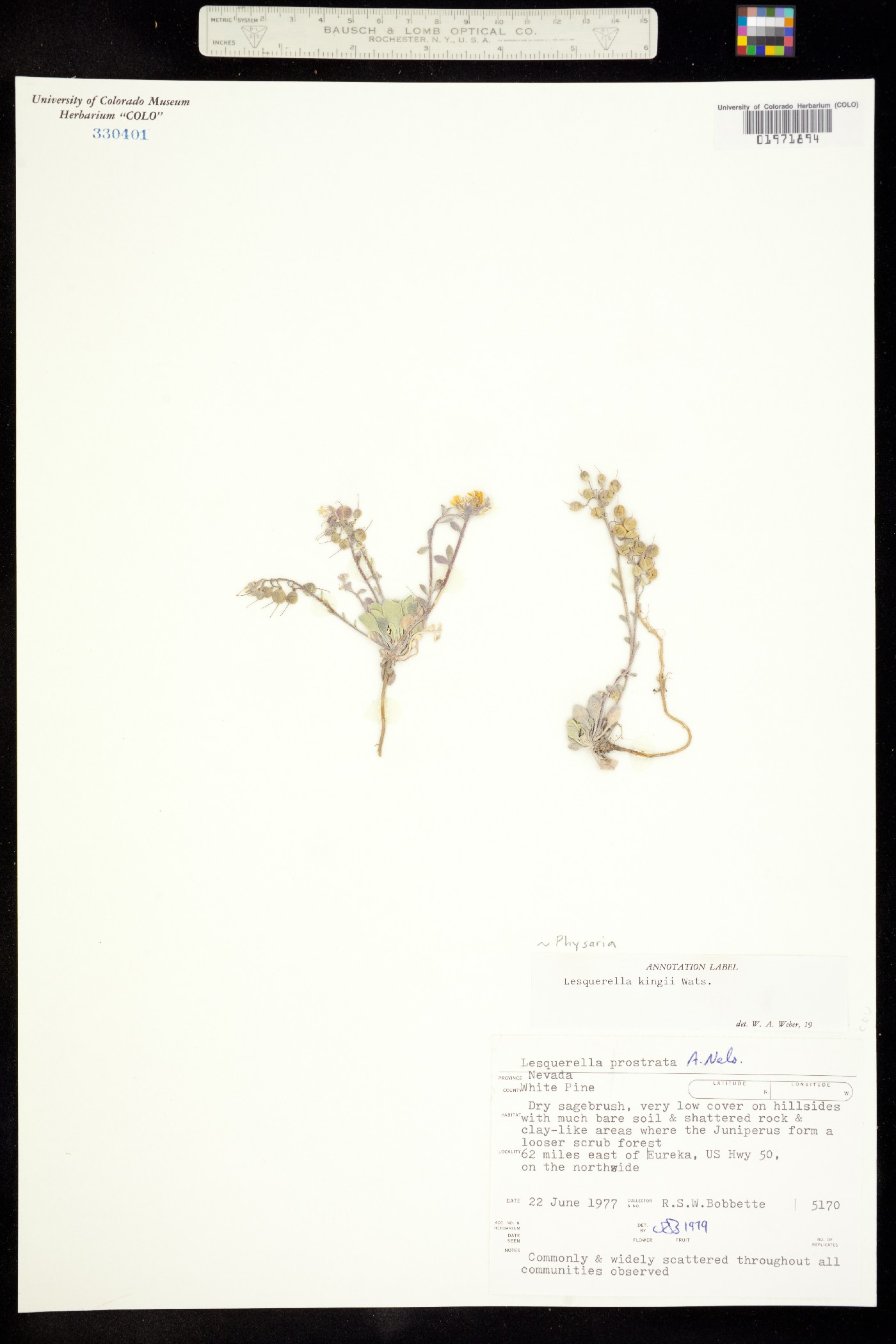 Physaria kingii image