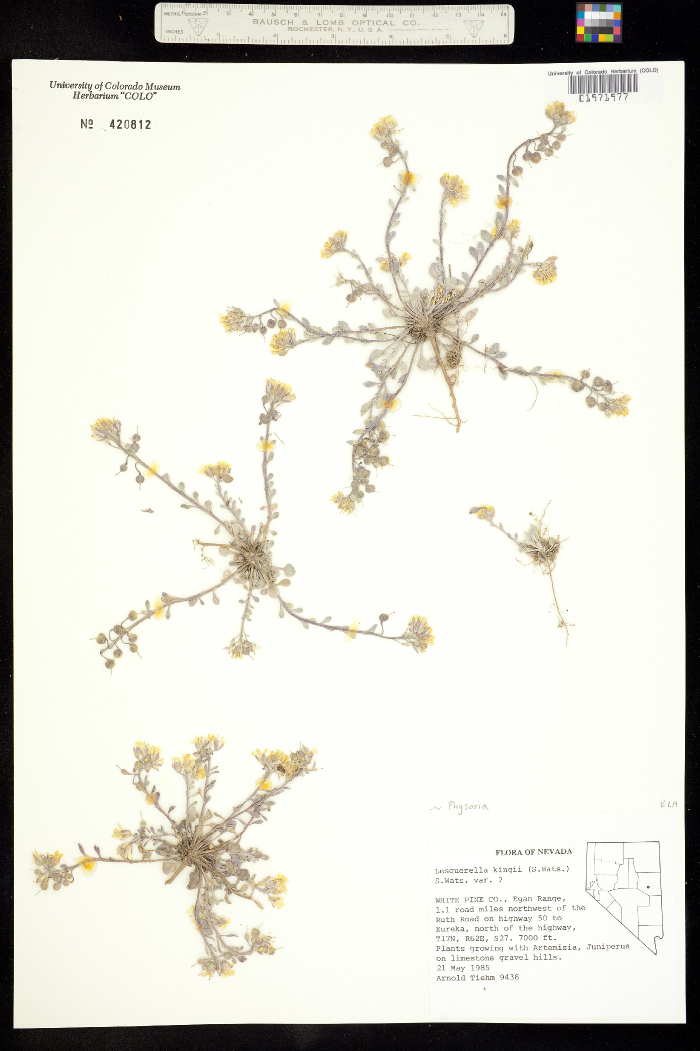 Physaria kingii image