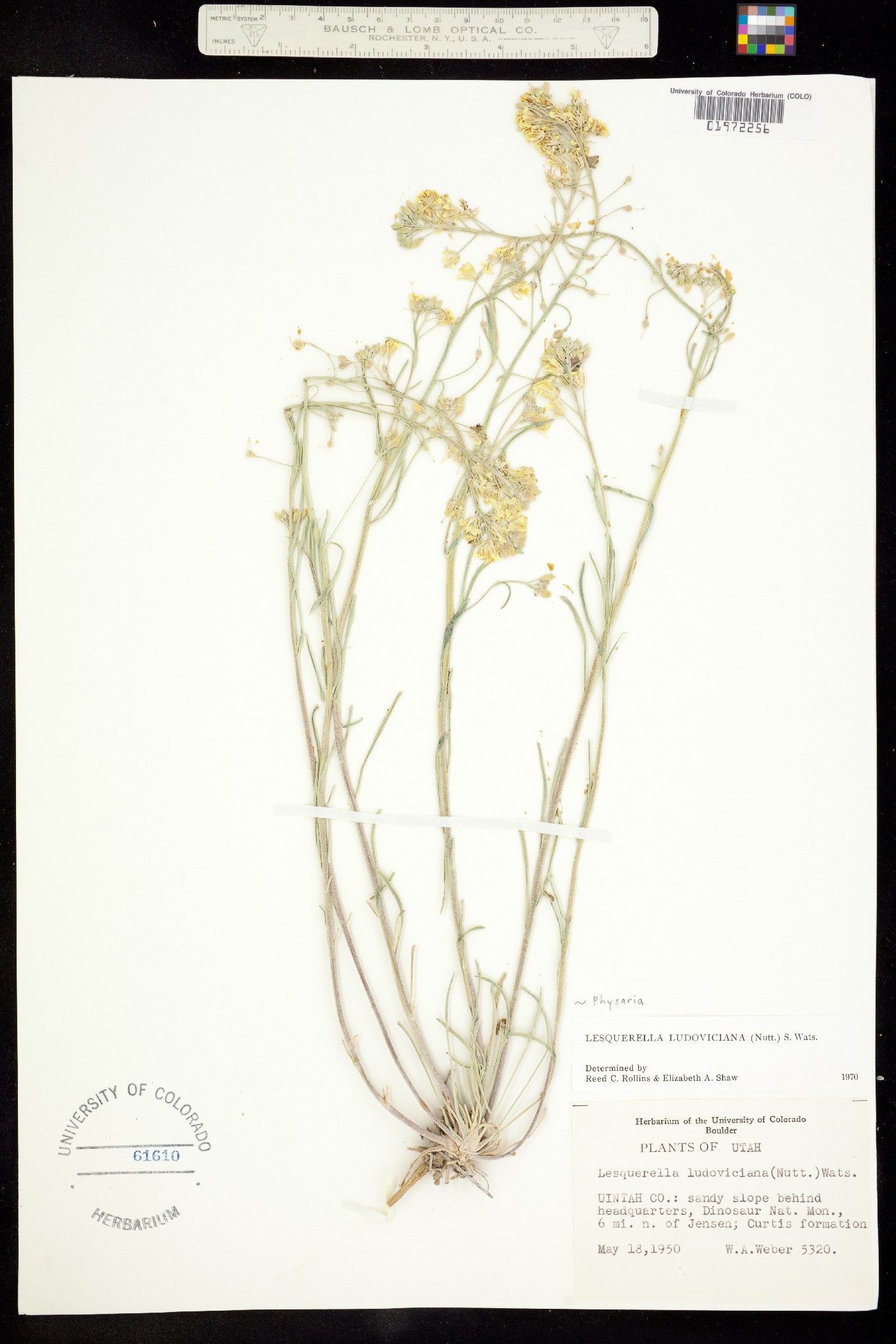 Physaria ludoviciana image
