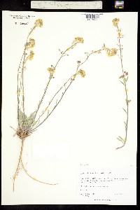 Physaria ludoviciana image