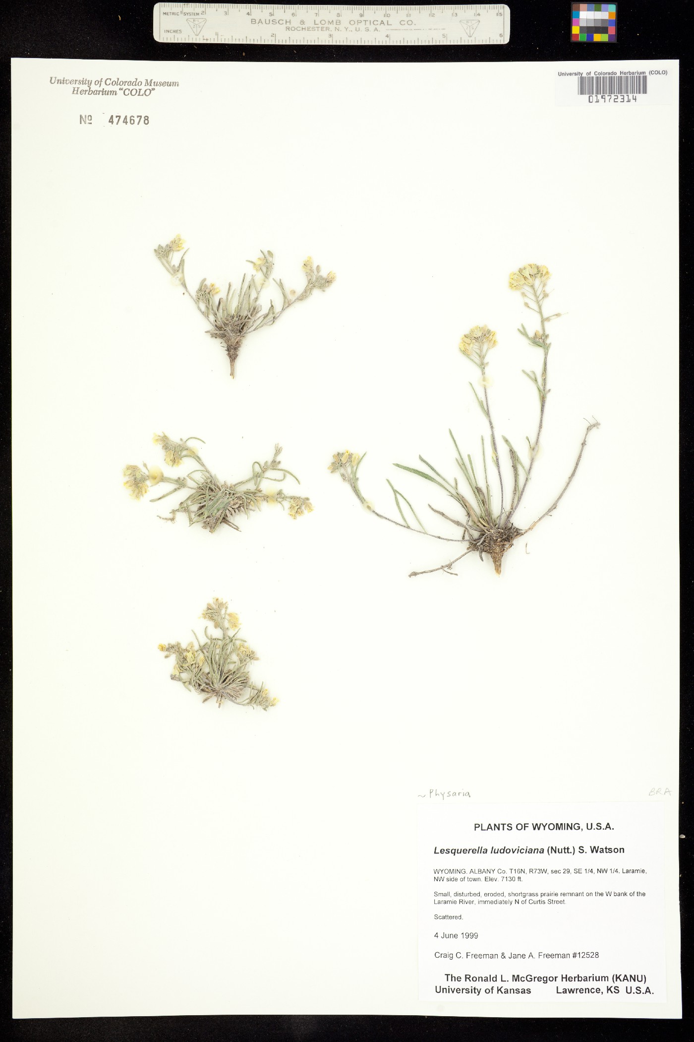 Physaria ludoviciana image