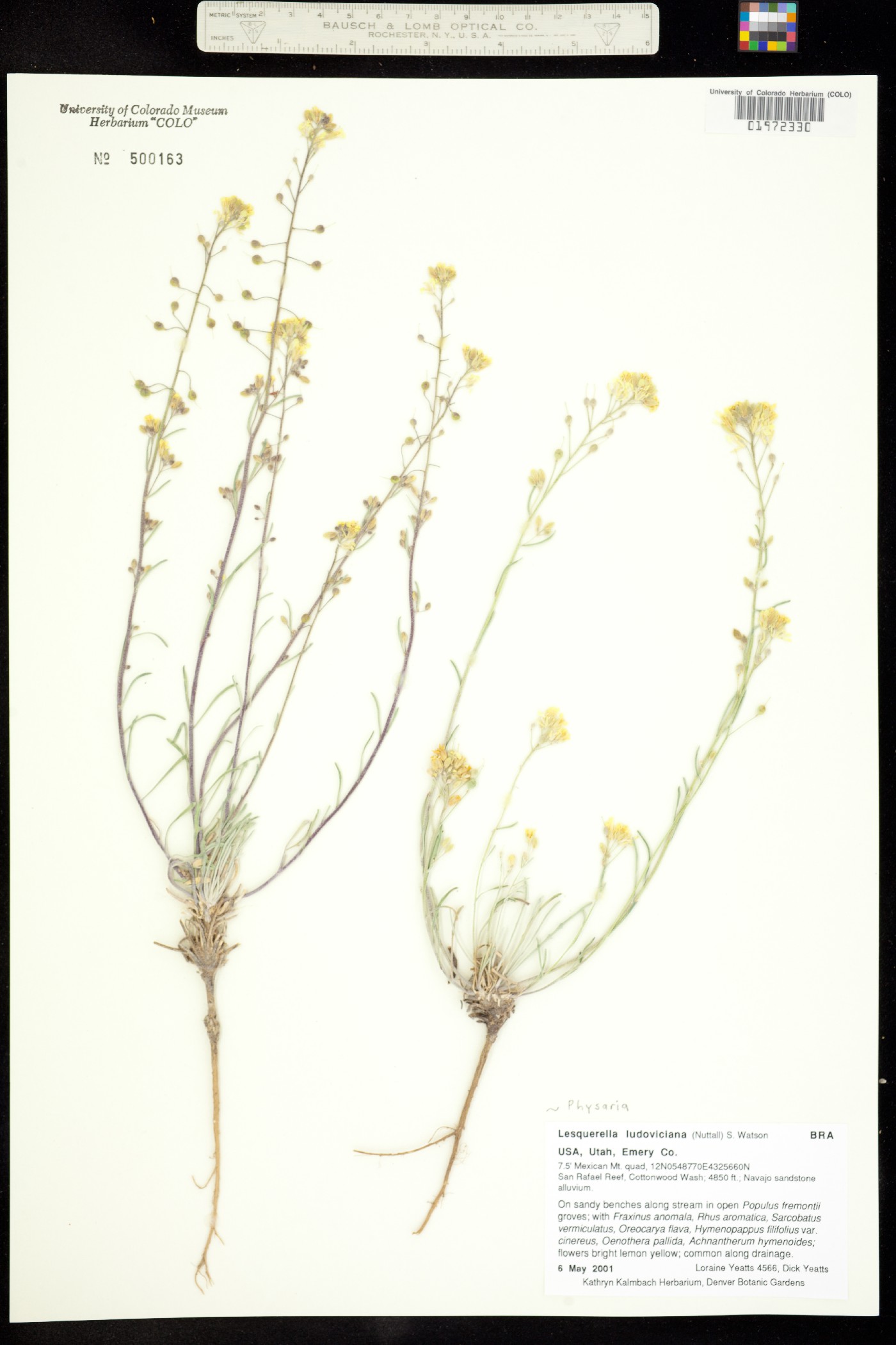 Physaria ludoviciana image