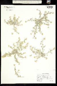 Image of Physaria macrocarpa