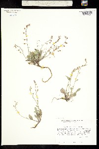 Image of Physaria multiceps