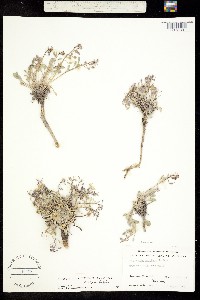 Physaria occidentalis image