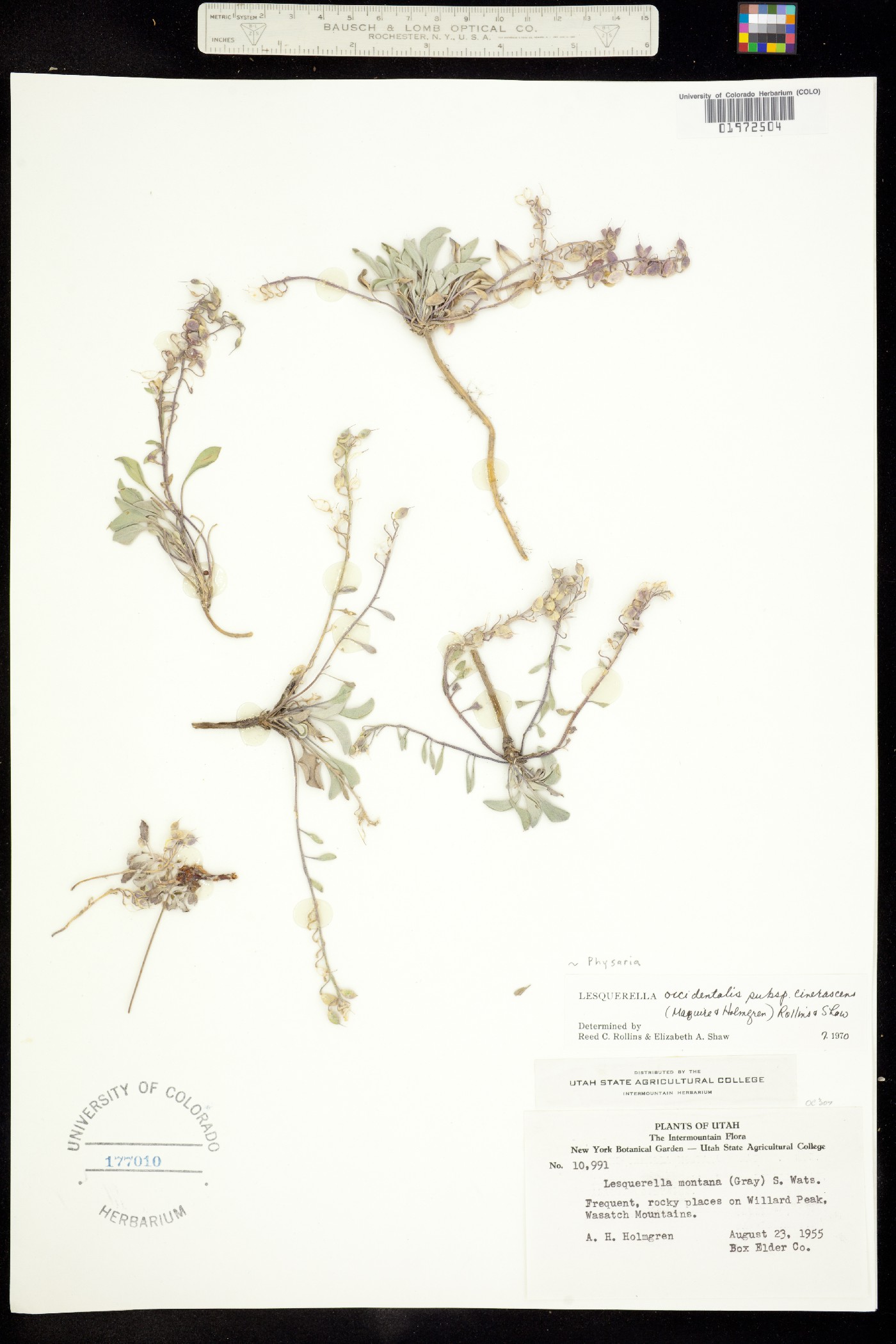 Physaria occidentalis subsp. cinerascens image
