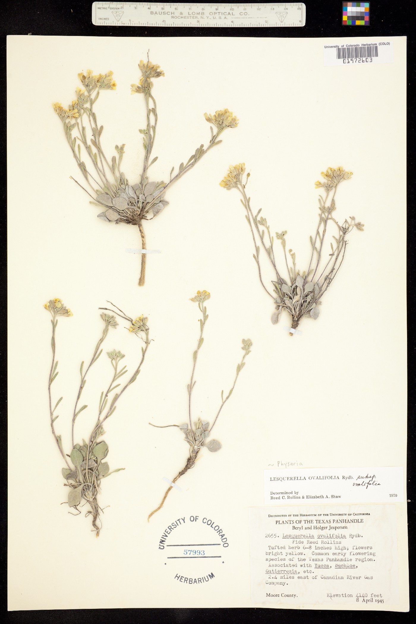 Physaria ovalifolia image