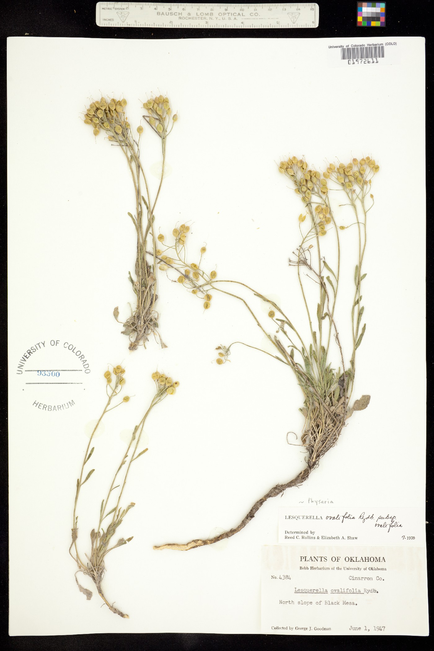 Physaria ovalifolia ssp. ovalifolia image