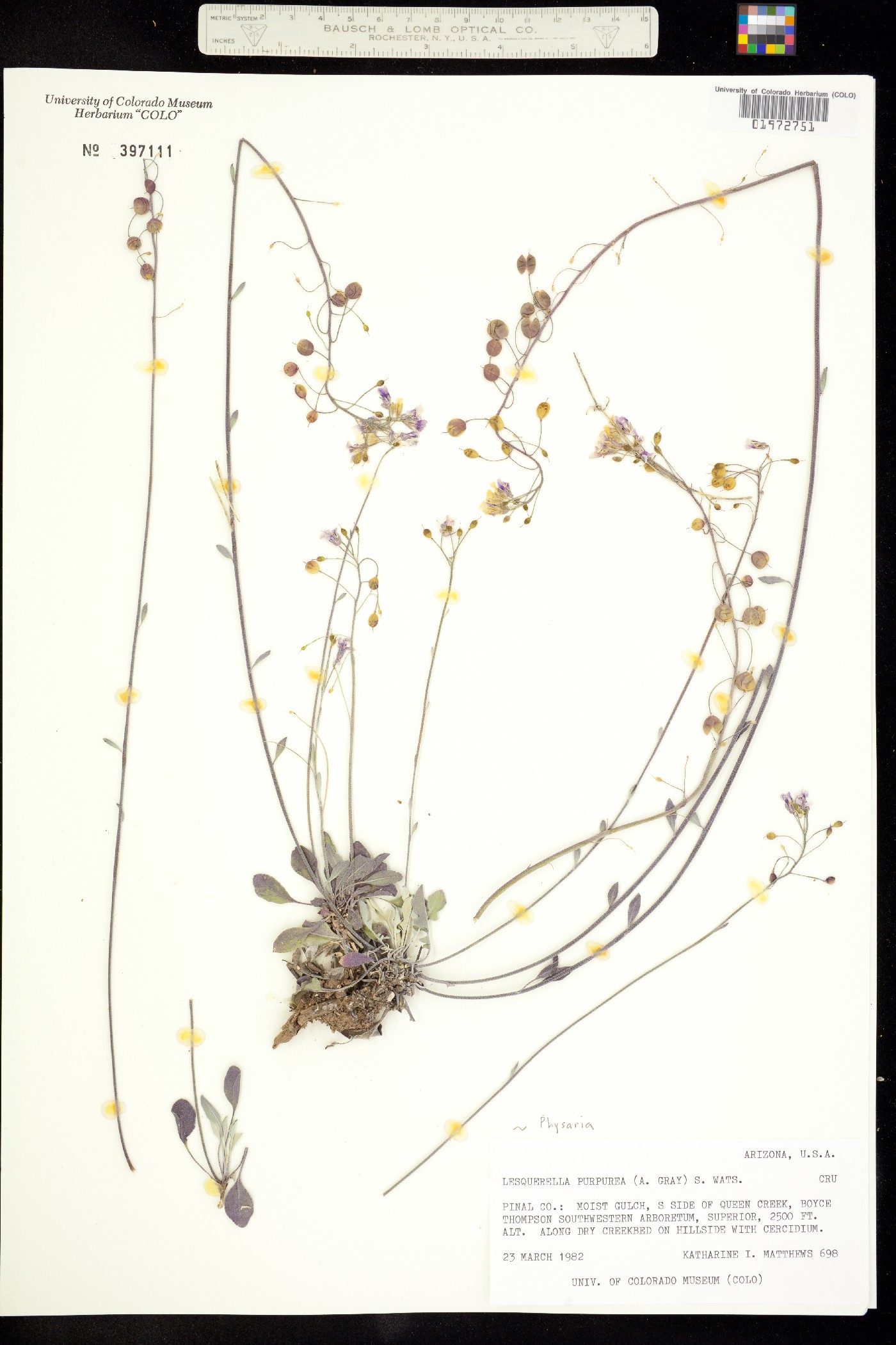Physaria purpurea image