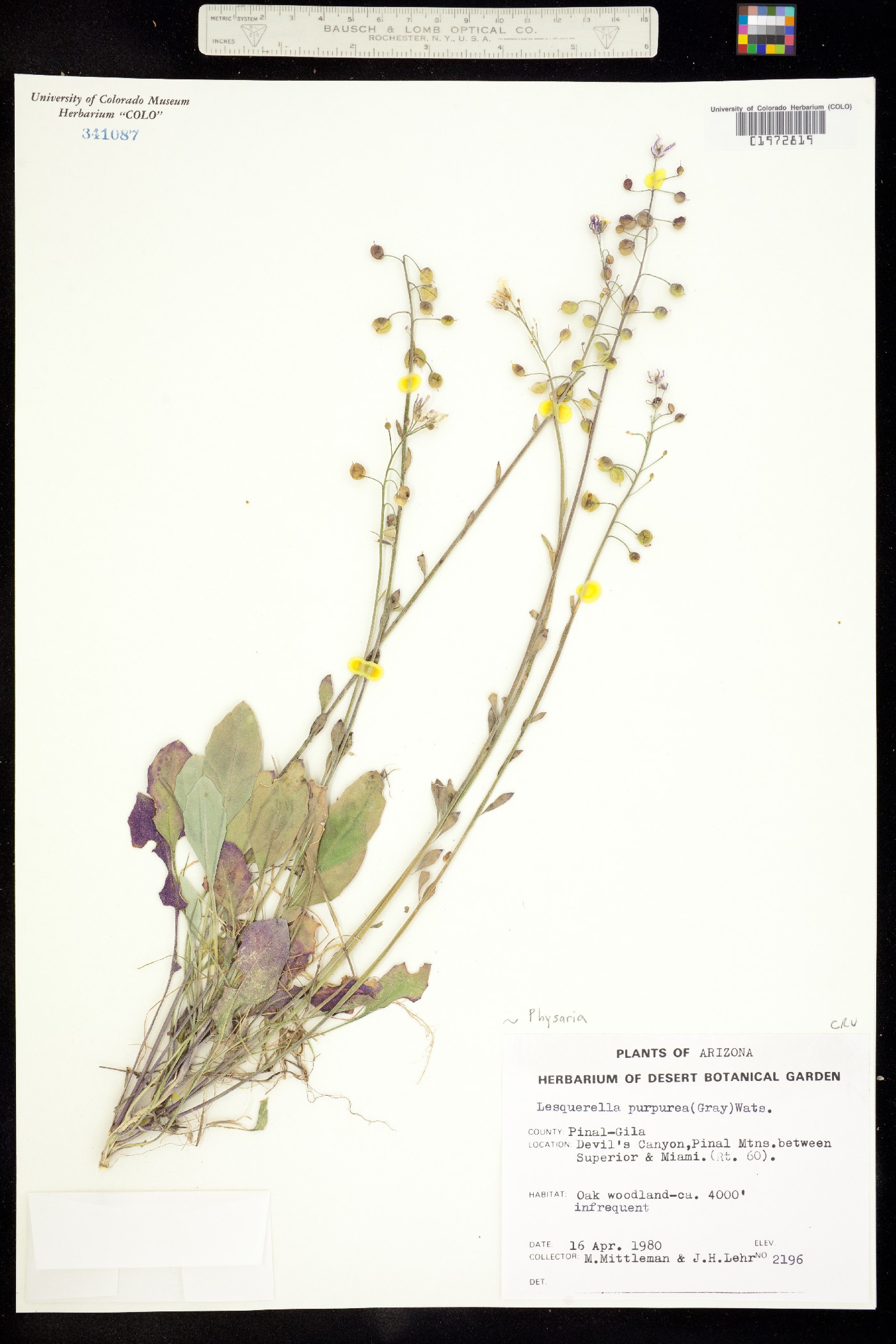 Physaria purpurea image