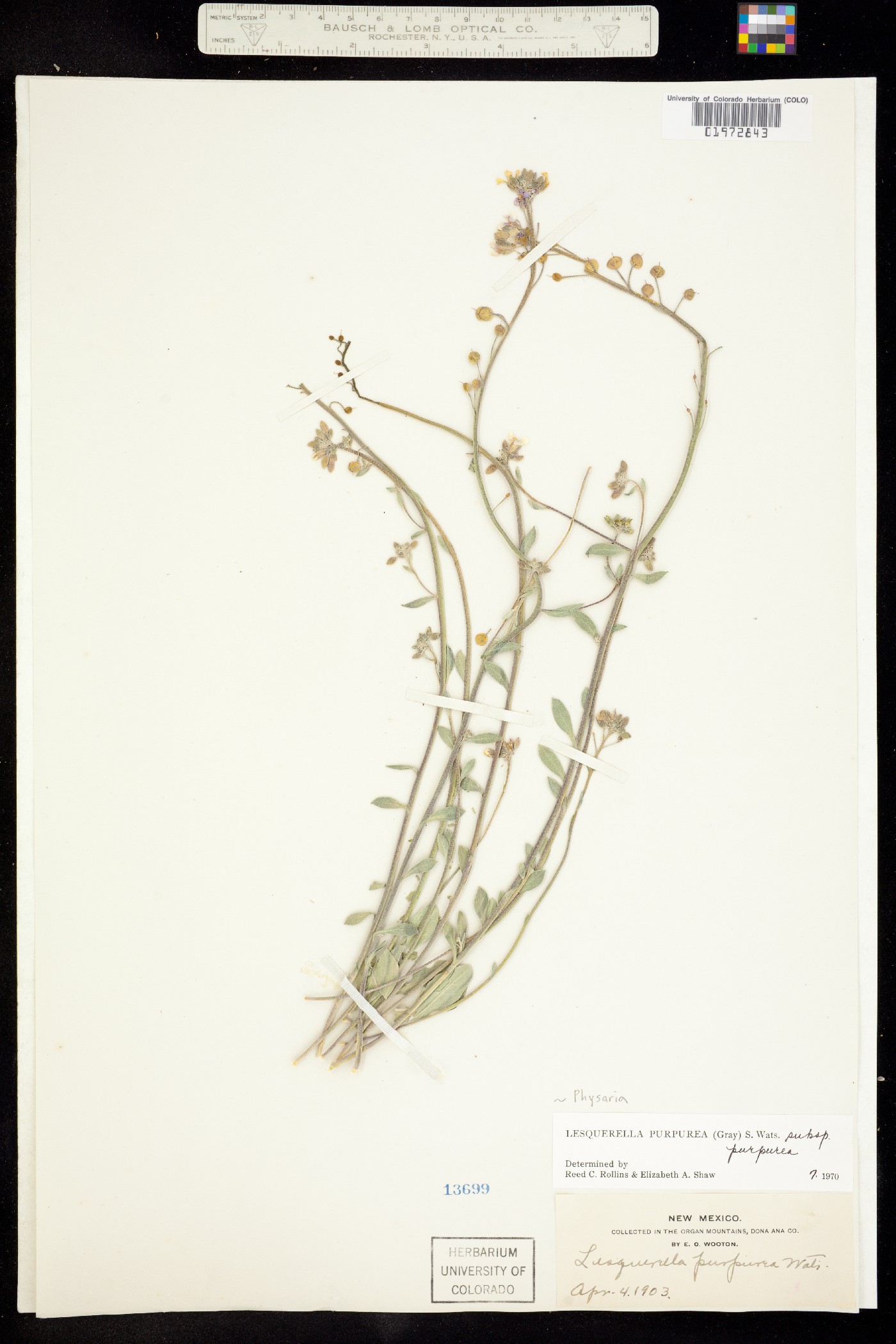 Physaria purpurea image