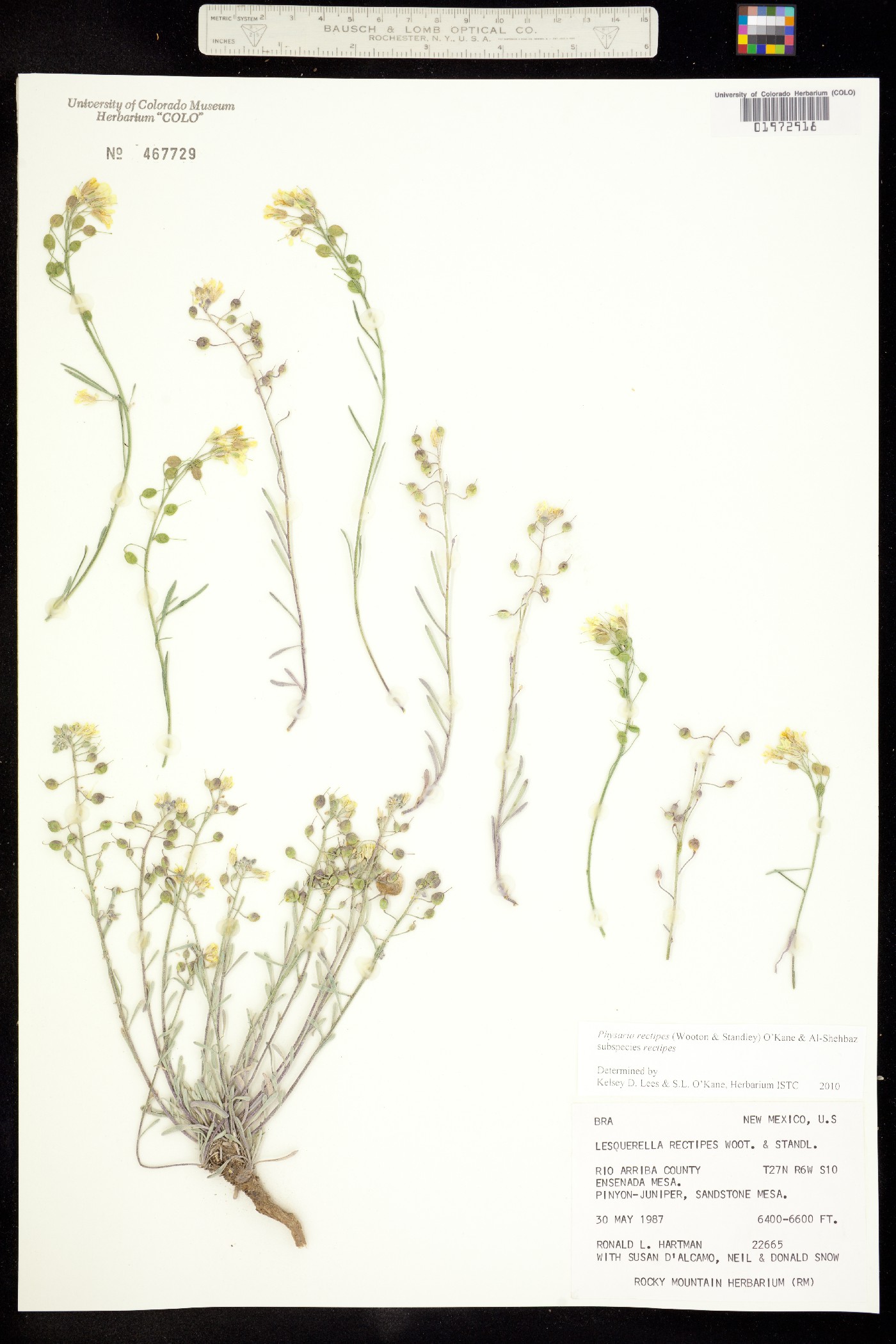 Physaria rectipes image