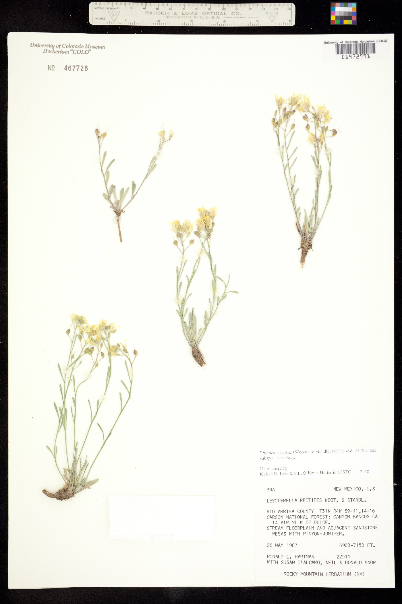 Physaria rectipes image
