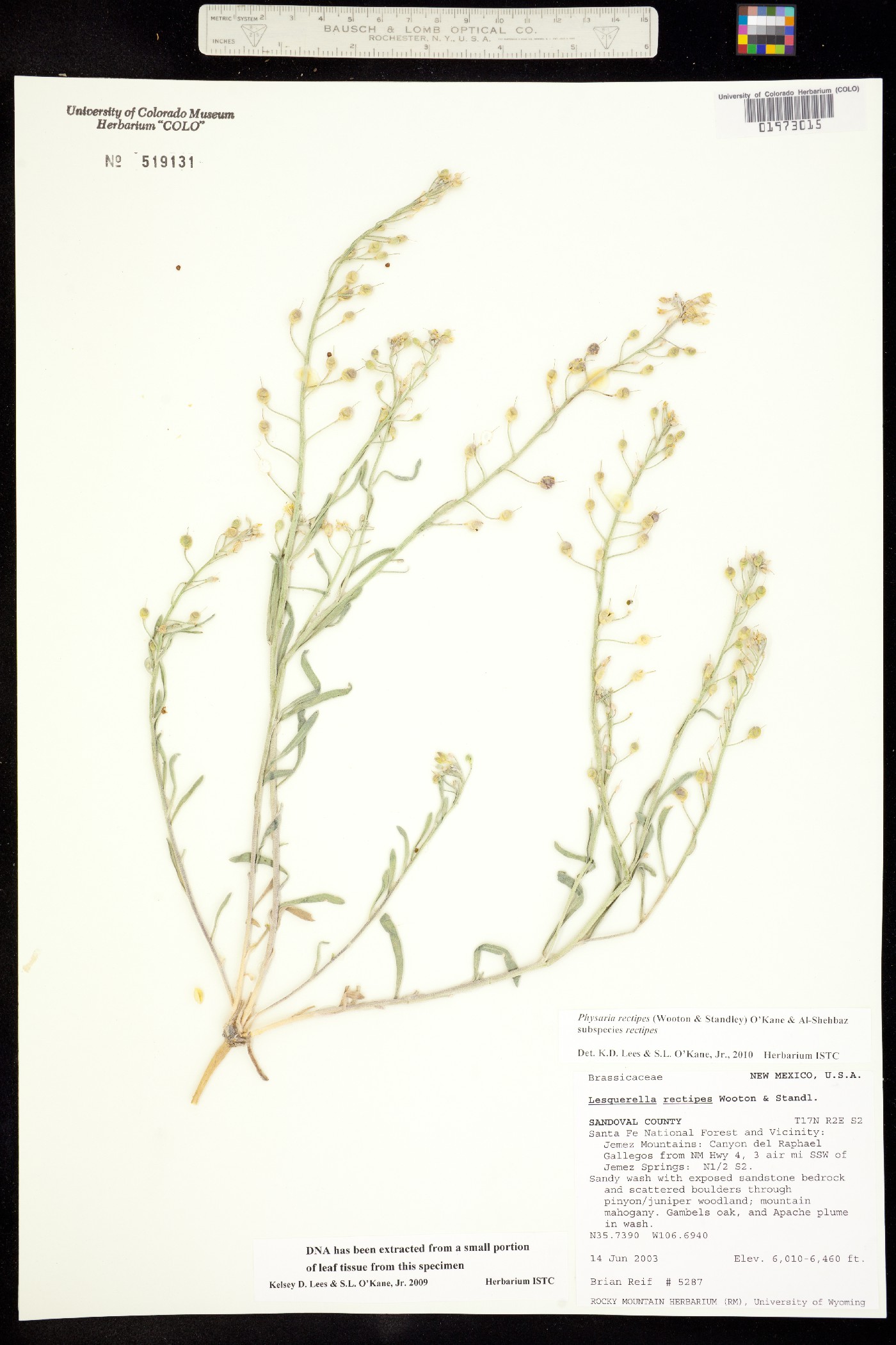 Physaria rectipes image