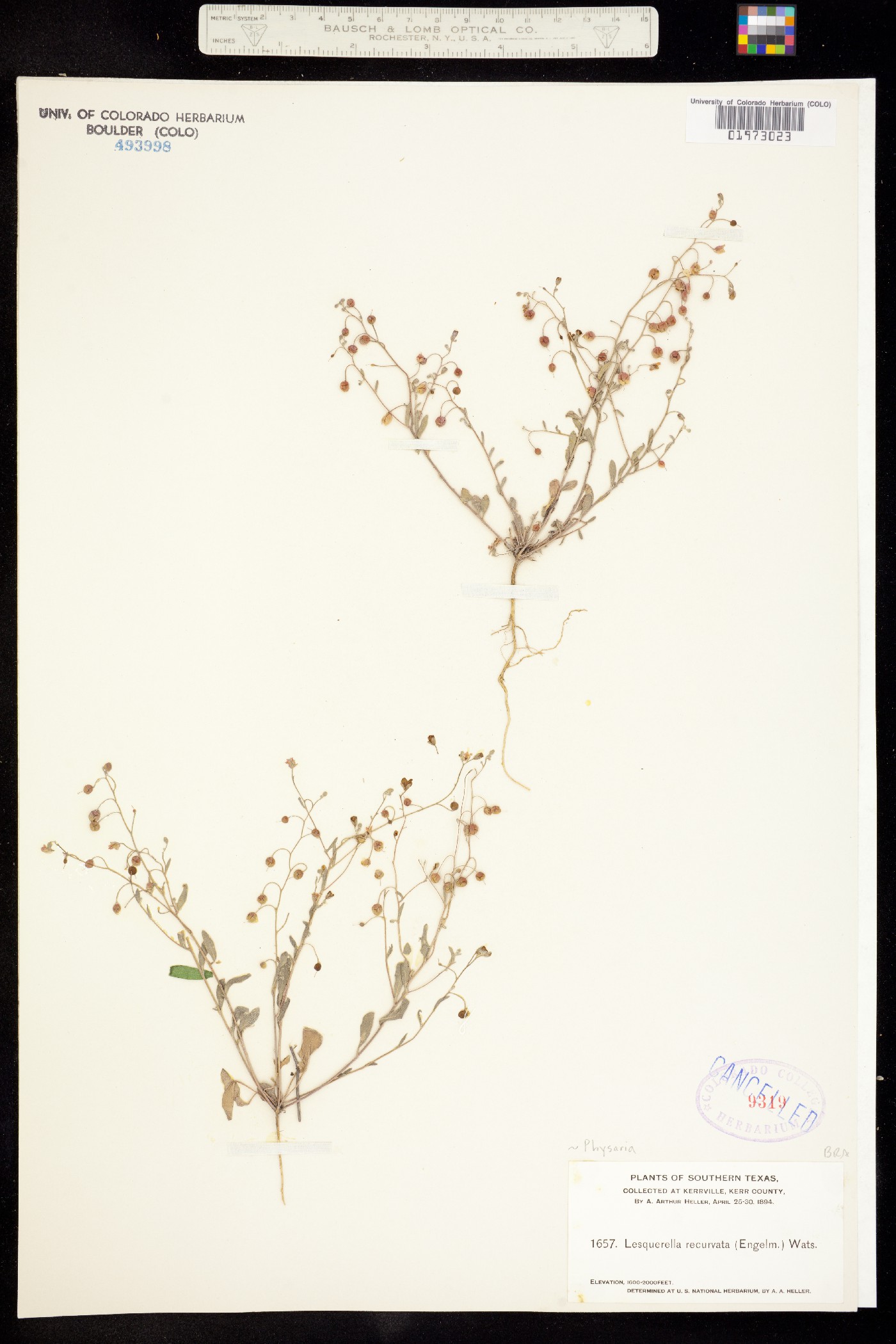 Physaria recurvata image