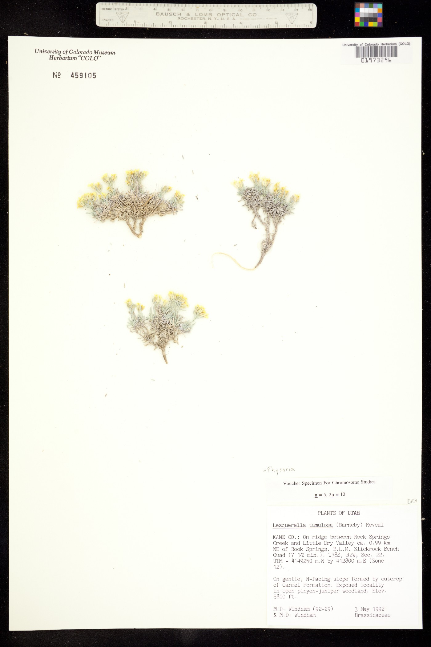 Physaria tumulosa image