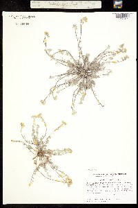 Physaria wardii image