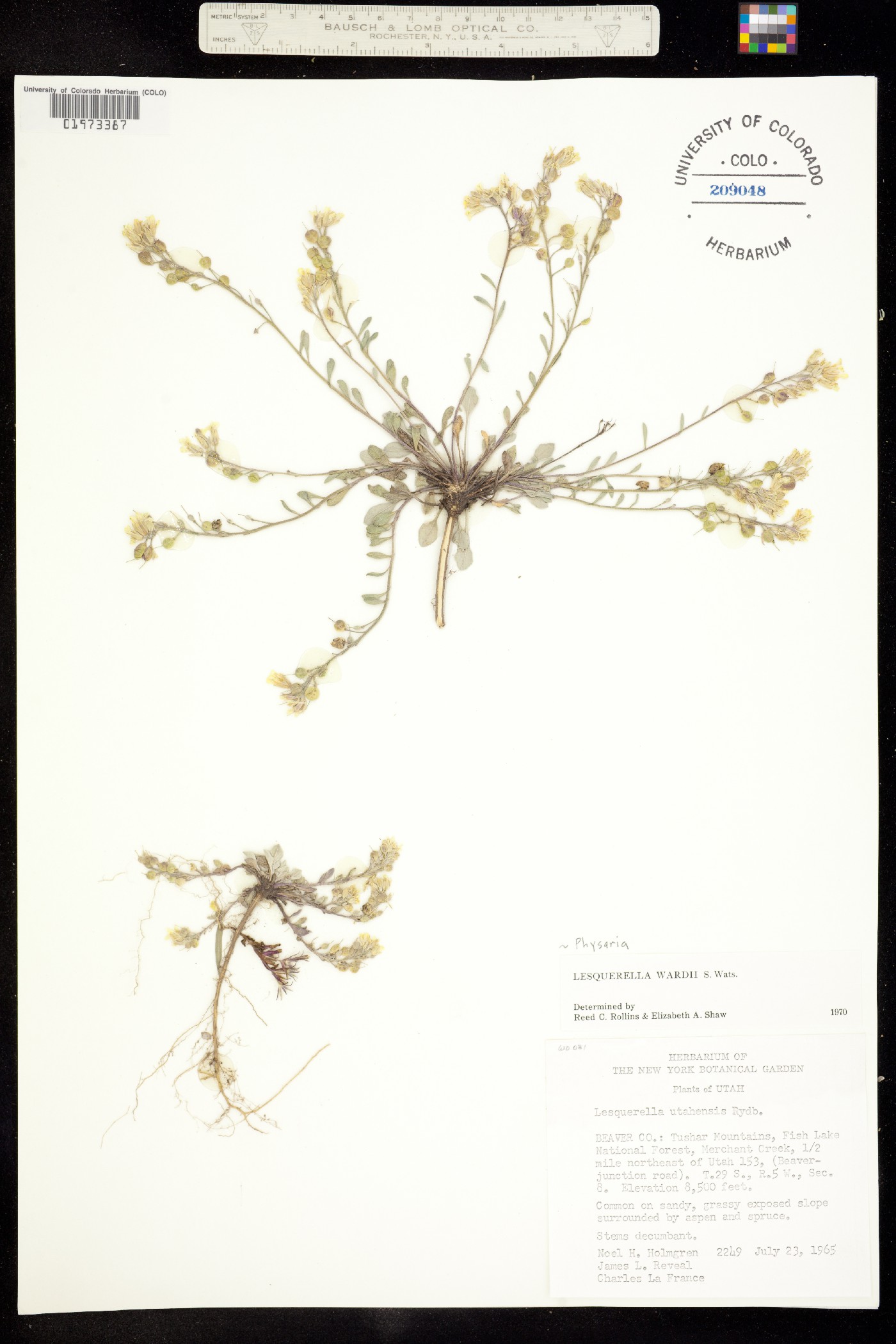 Physaria wardii image