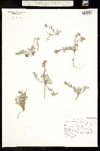Physaria wardii image