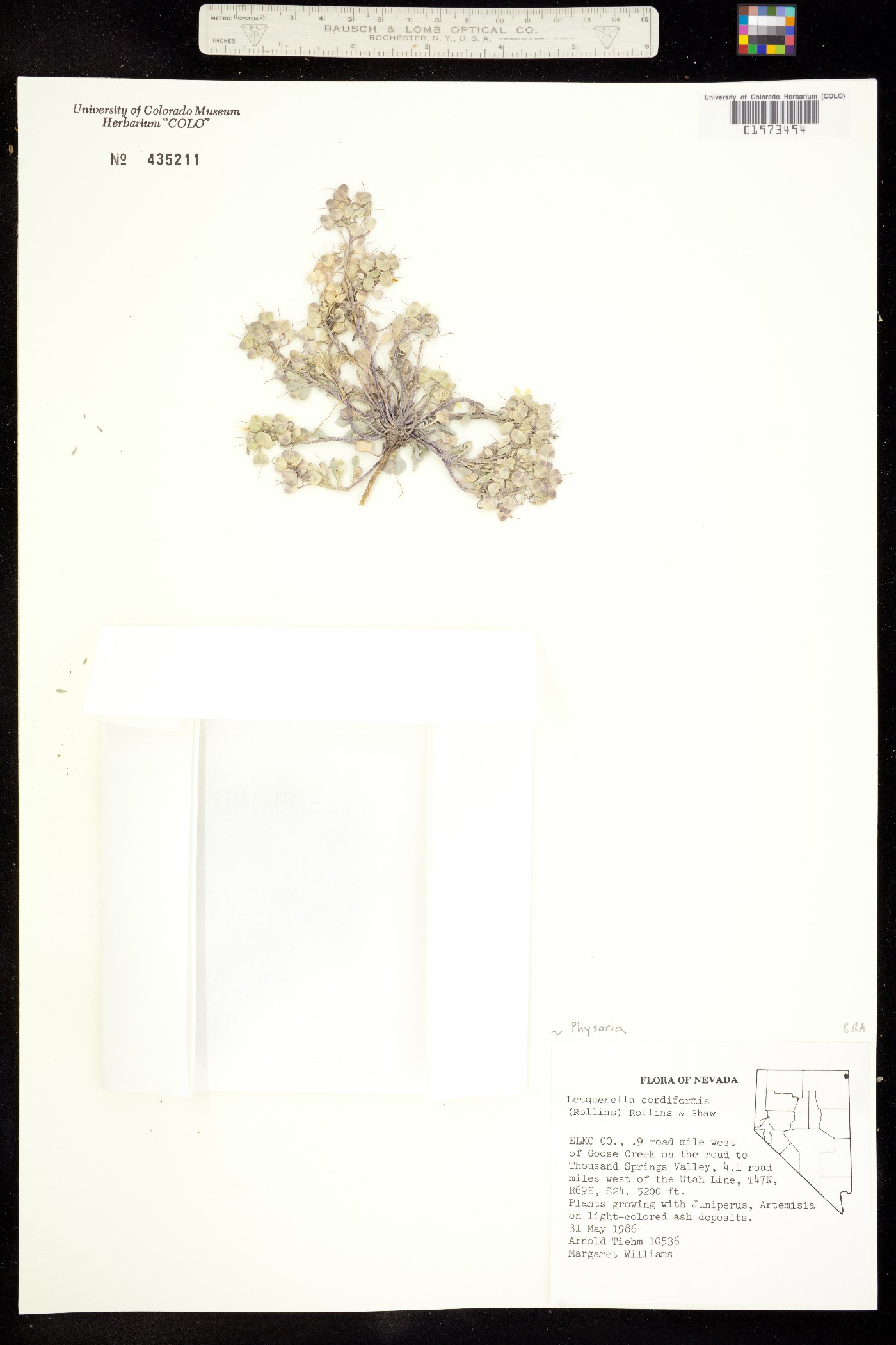 Physaria cordiformis image