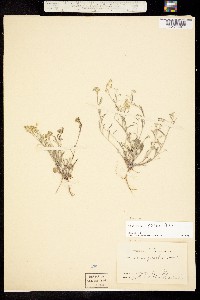 Image of Physaria filiformis
