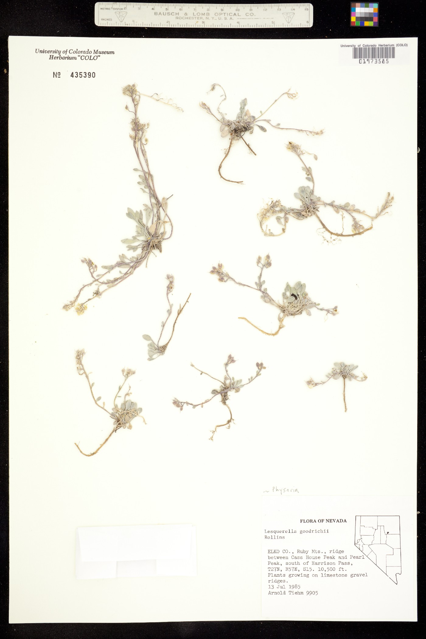 Physaria occidentalis subsp. cinerascens image