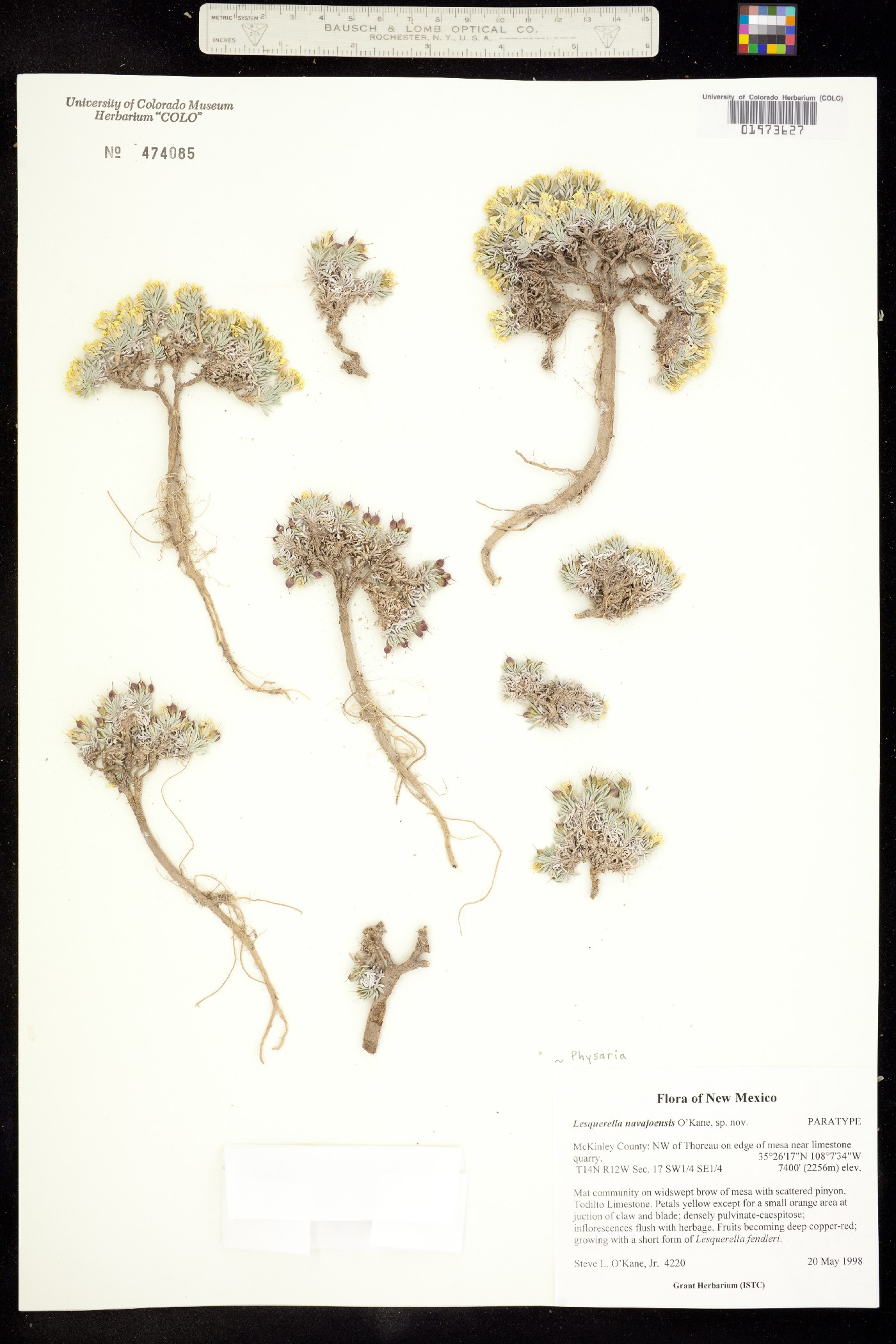 Physaria navajoensis image