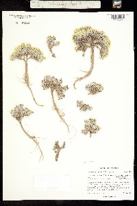 Image of Physaria navajoensis
