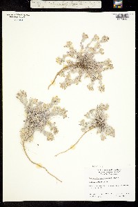 Image of Physaria peninsularis
