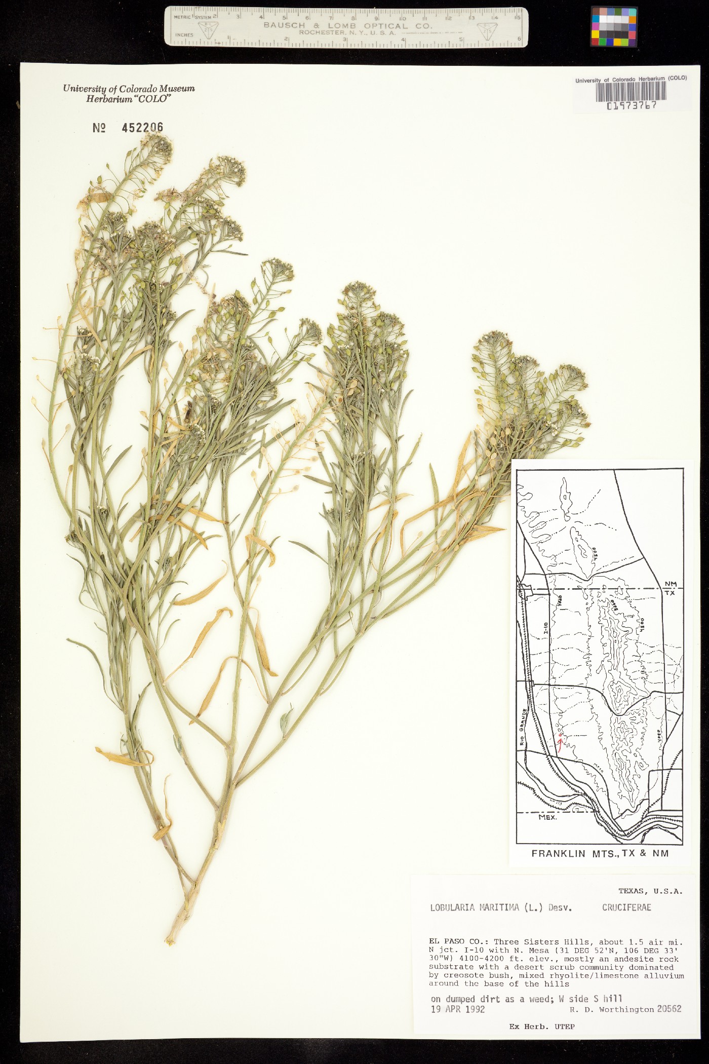 Lobularia maritima image