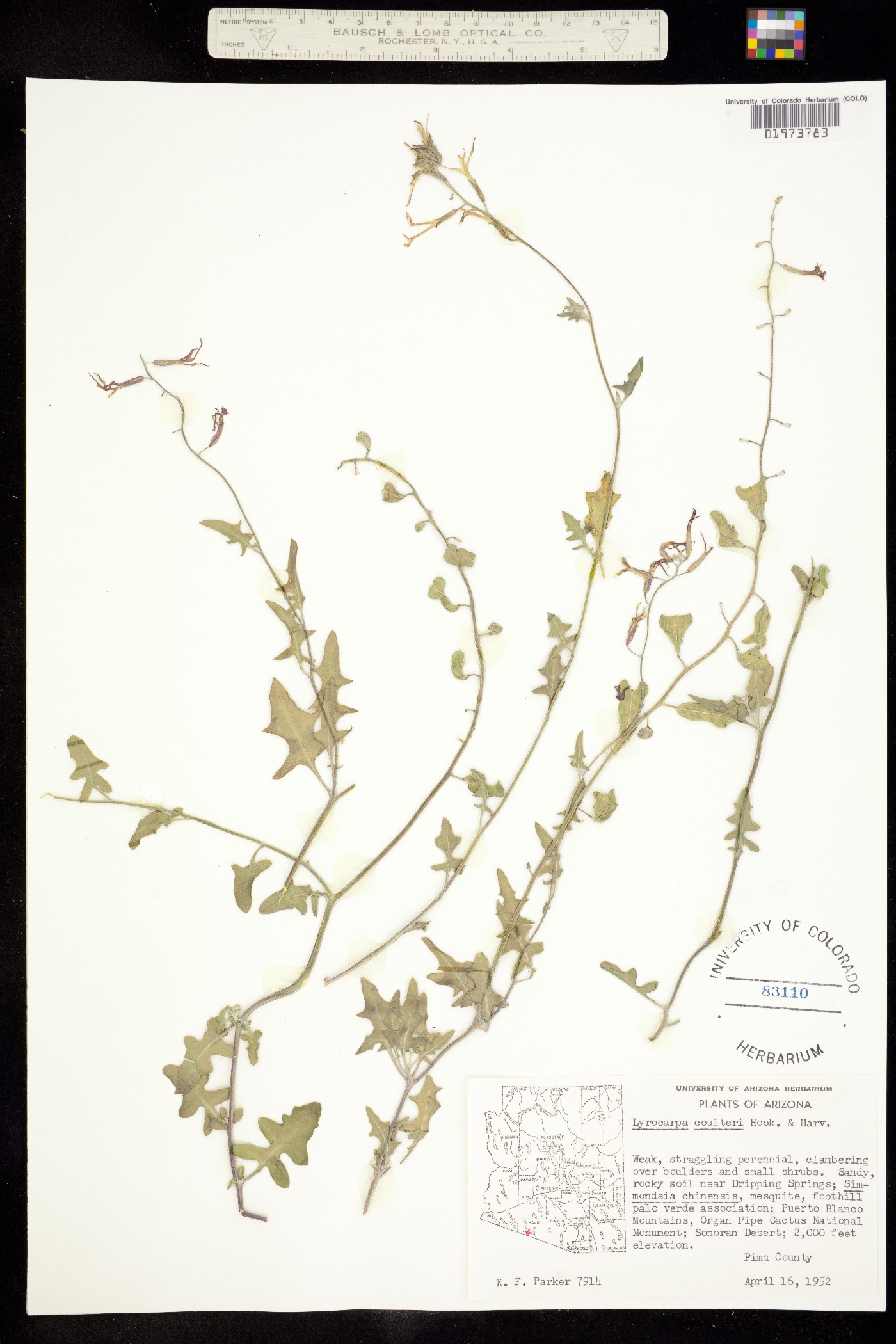 Lyrocarpa coulteri image